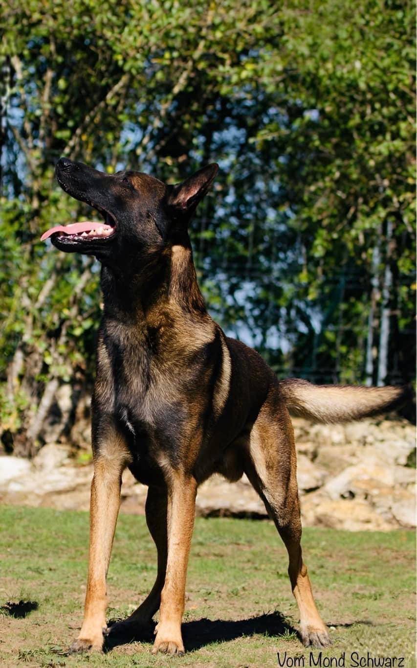 Chiots malinois (mâles)  Lof lignée travail à réserver  première