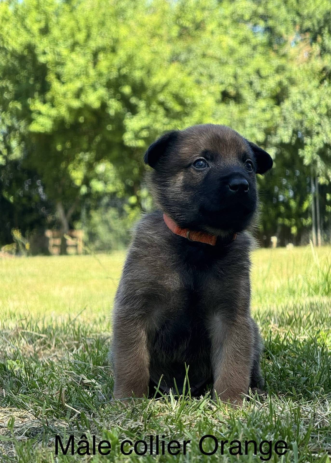 Chiots malinois (mâles)  Lof lignée travail à réserver  troisième