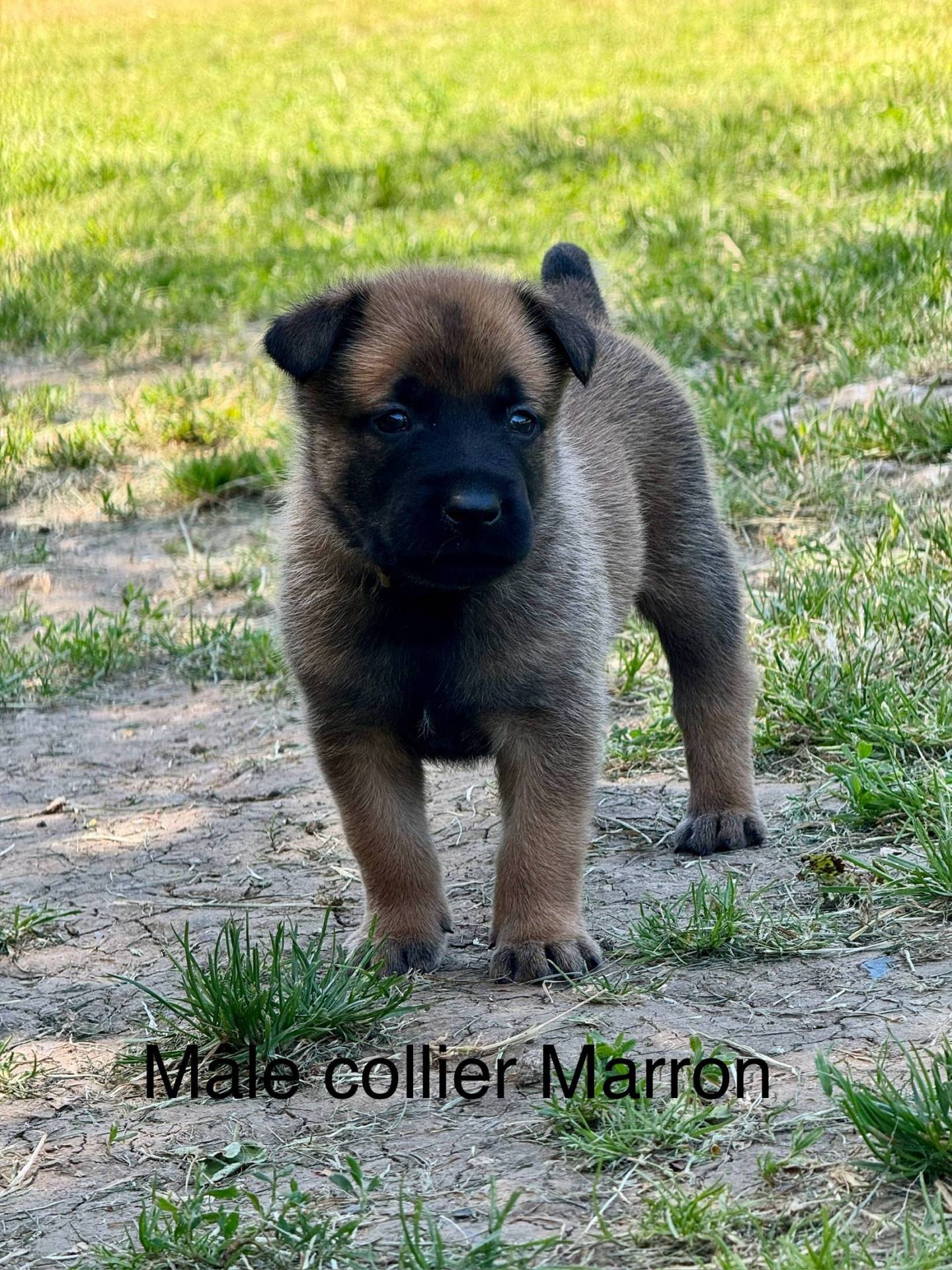 Chiots malinois (mâles)  Lof lignée travail à réserver  troisième