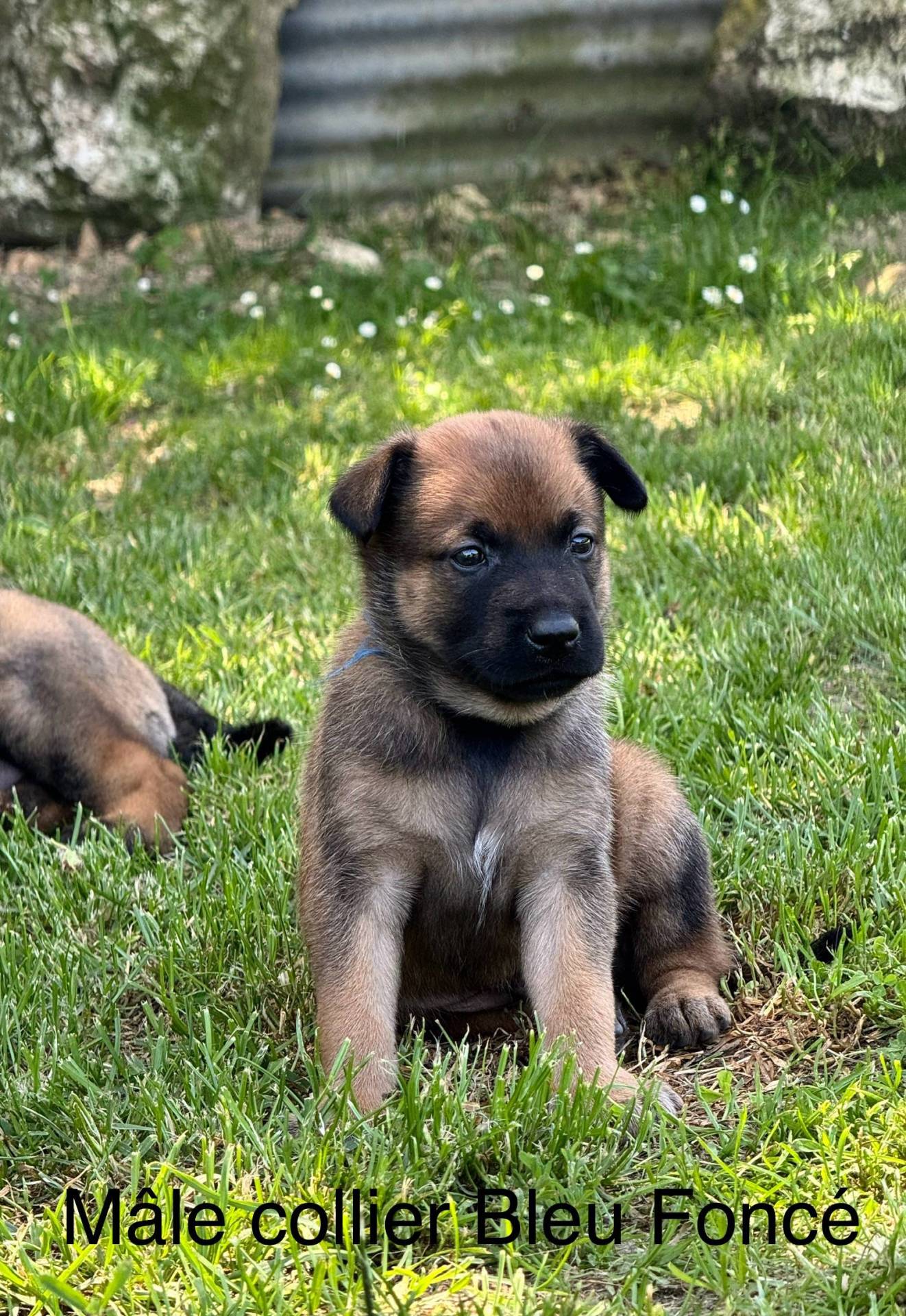 Chiots malinois (mâles)  Lof lignée travail à réserver  troisième