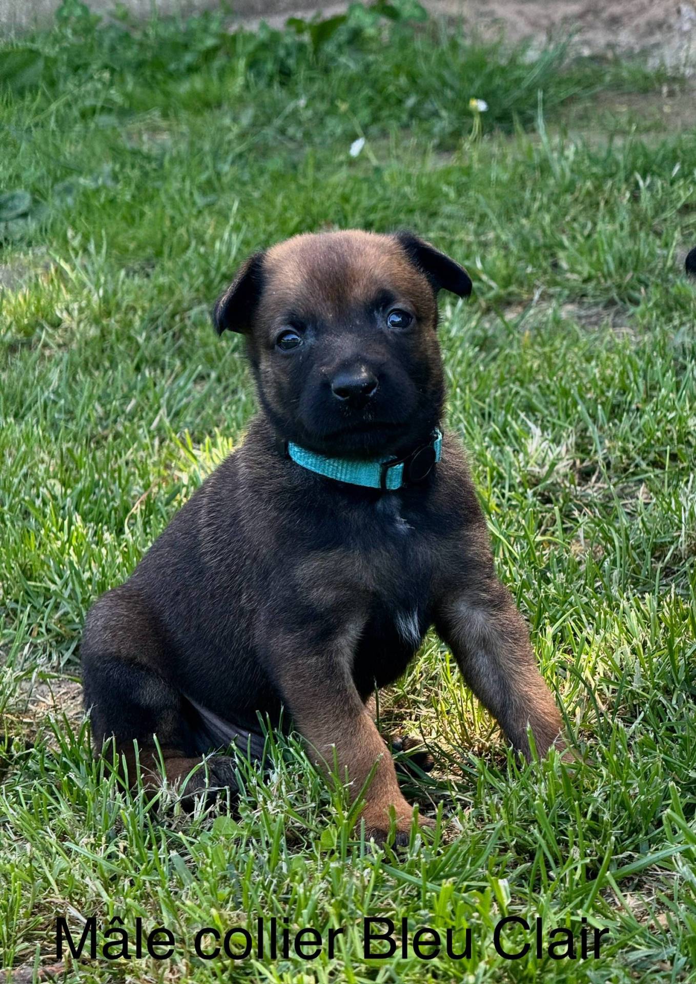 Chiots malinois (mâles)  Lof lignée travail à réserver  cinquième