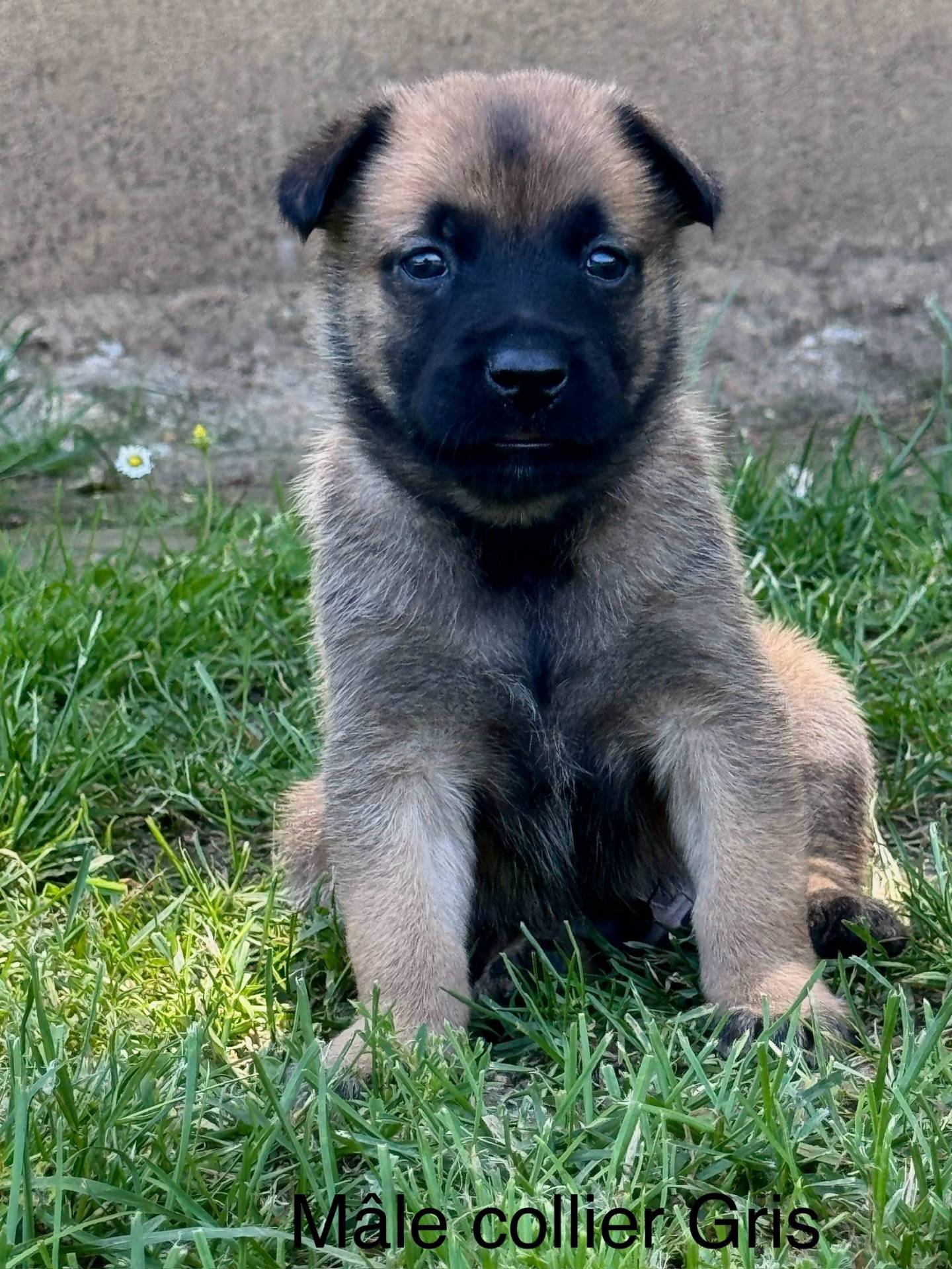 Chiots malinois (mâles)  Lof lignée travail à réserver  troisième