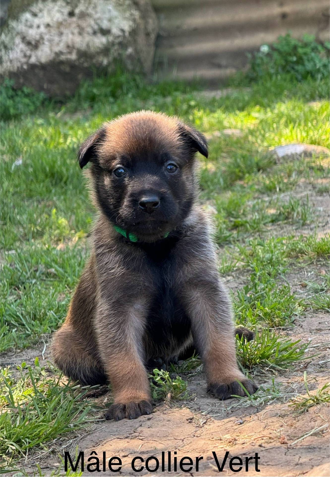 Chiots malinois (mâles)  Lof lignée travail à réserver  quatrième