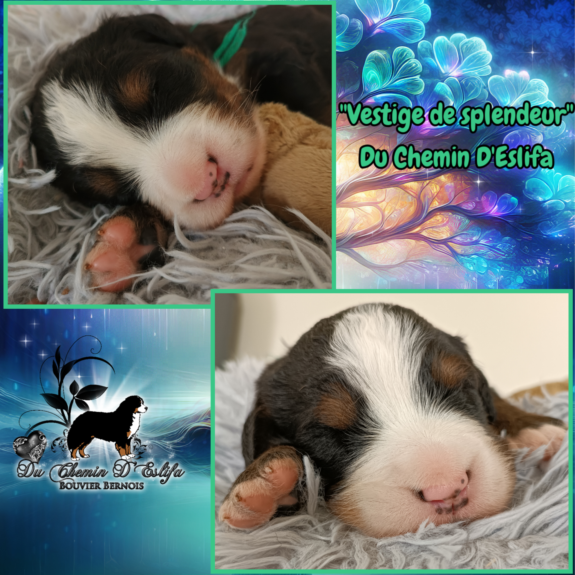 Chiots mâle bouvier bernois  neuvième