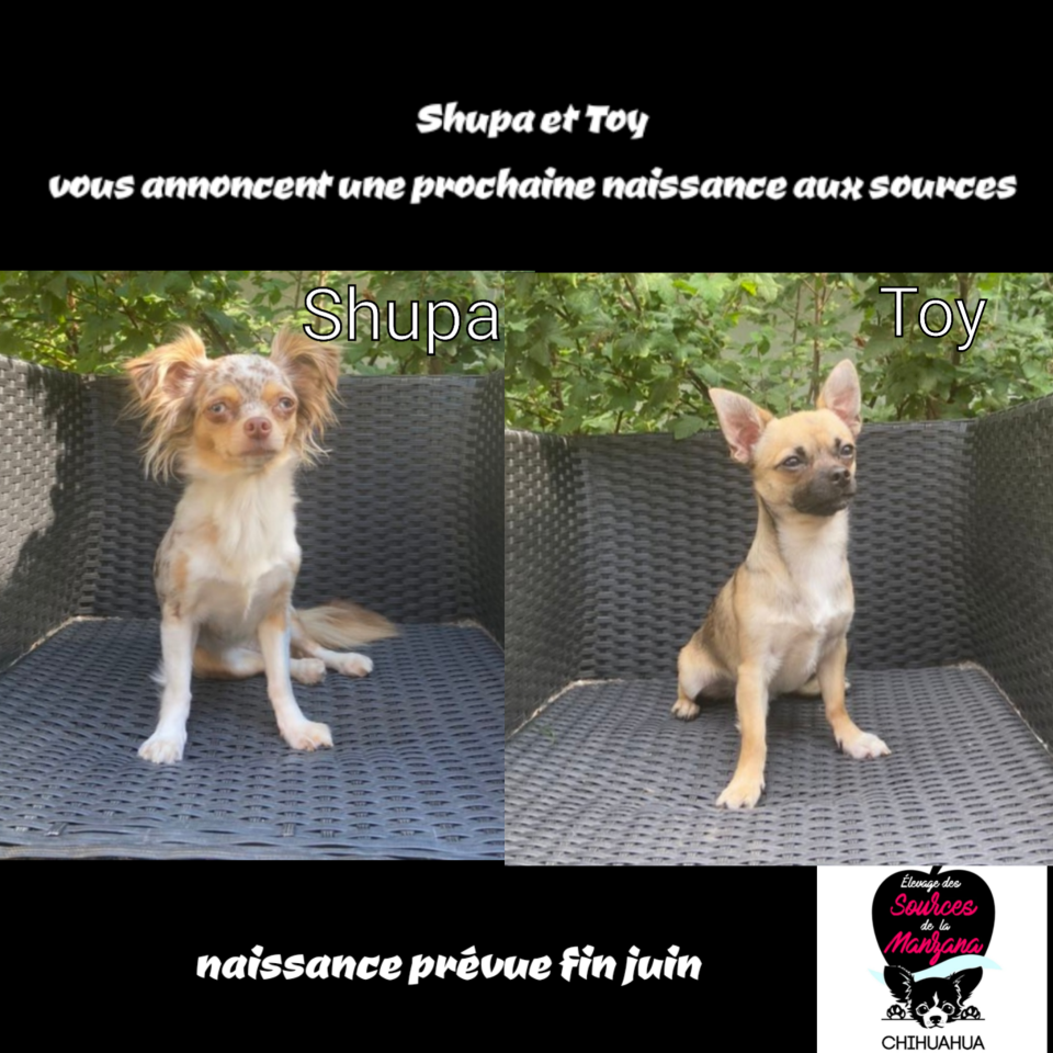 Créateur de photo-collages_cBTtik