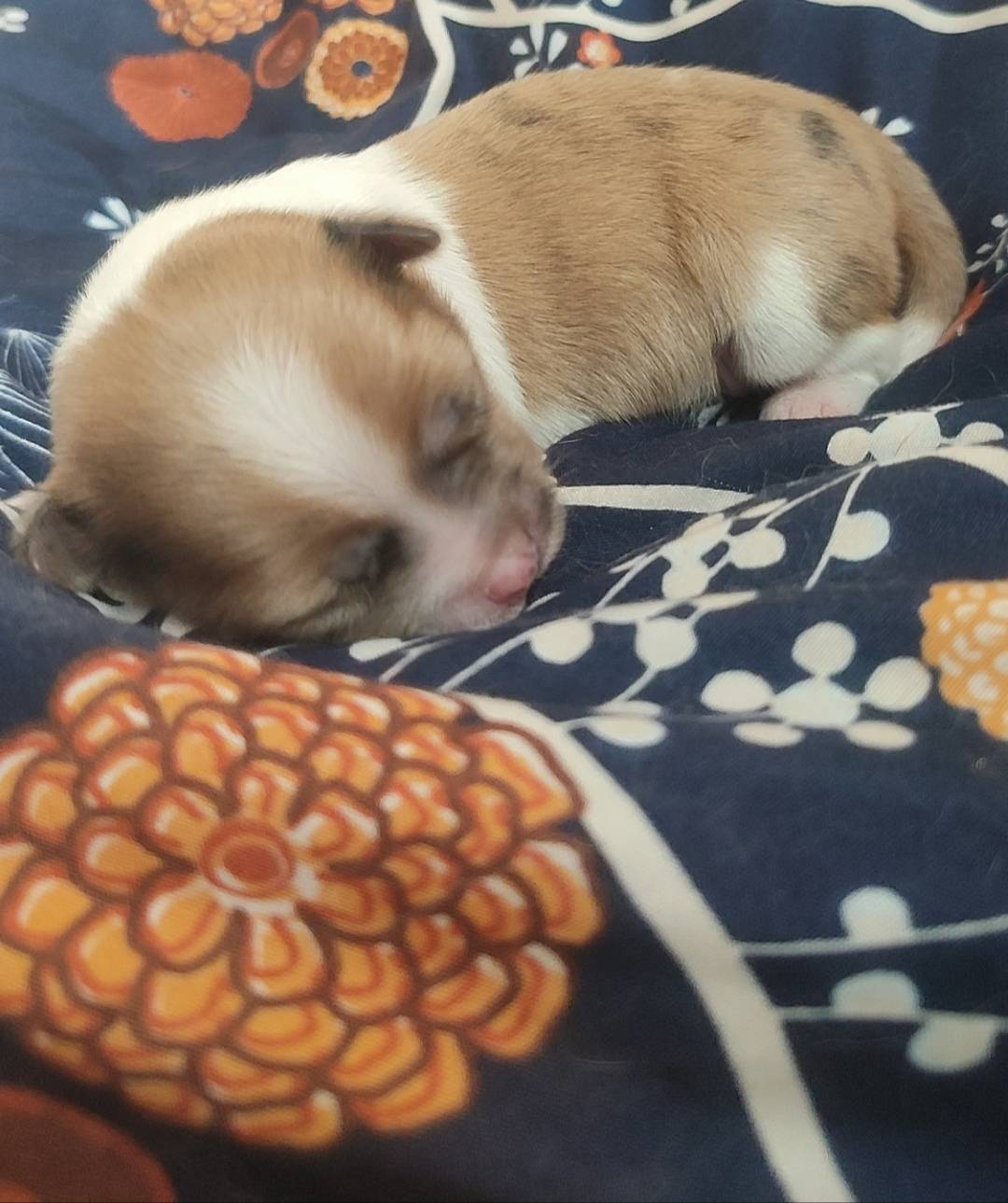 Chiot chihuahua  première