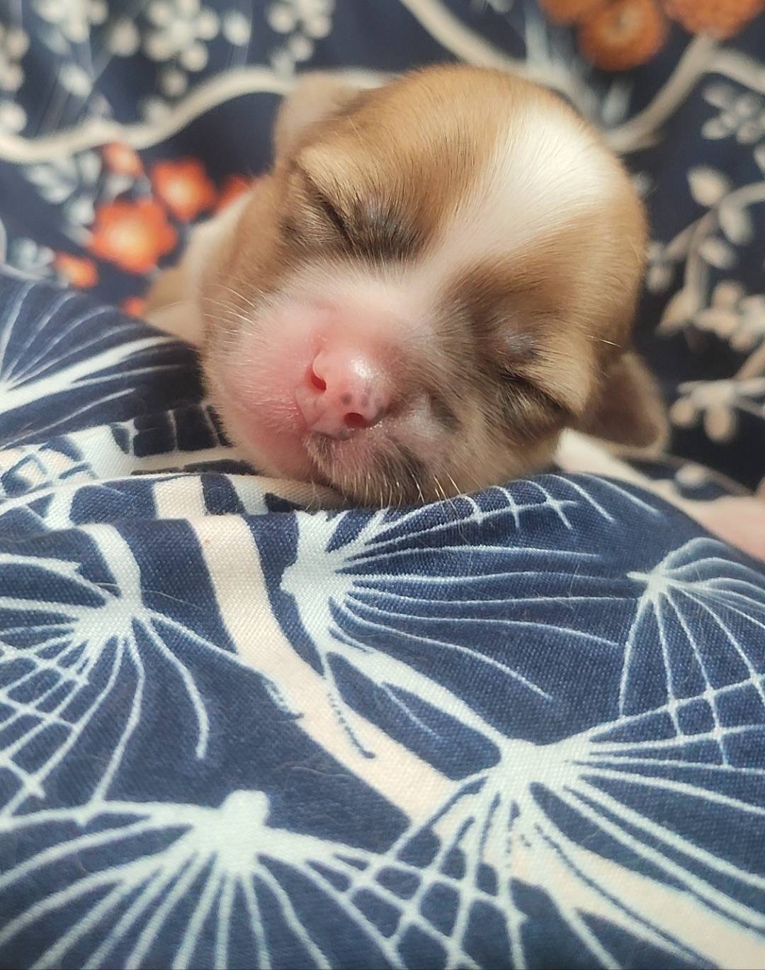 Chiot chihuahua  septième