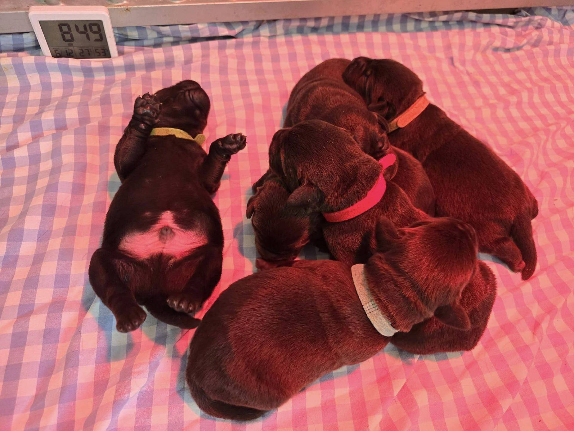 Chiots Labrador chocolat Lof  sixième