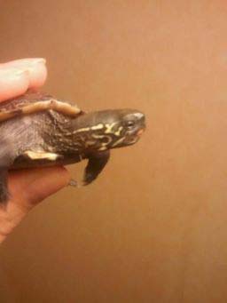 494b7e598ba1c4e93476d1da.jpg - tortue malade