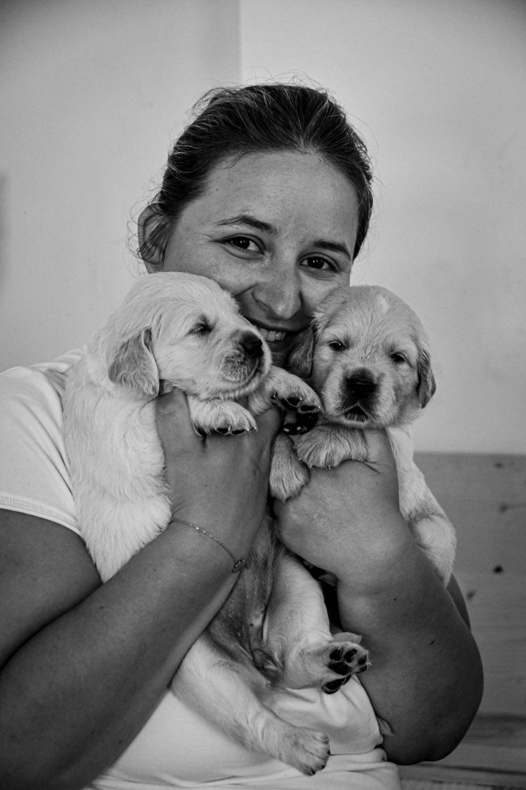 Chiots Golden Retriever neuvième