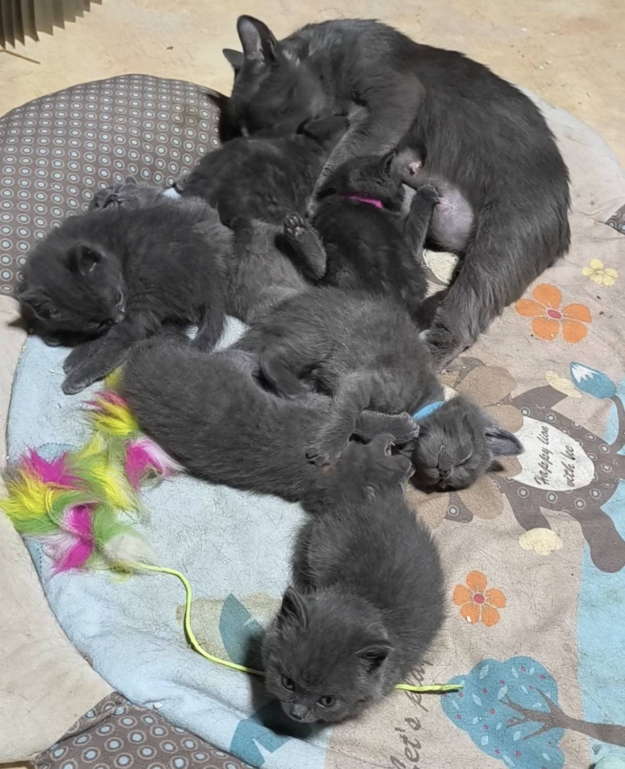 Chatons Chartreux  huitième