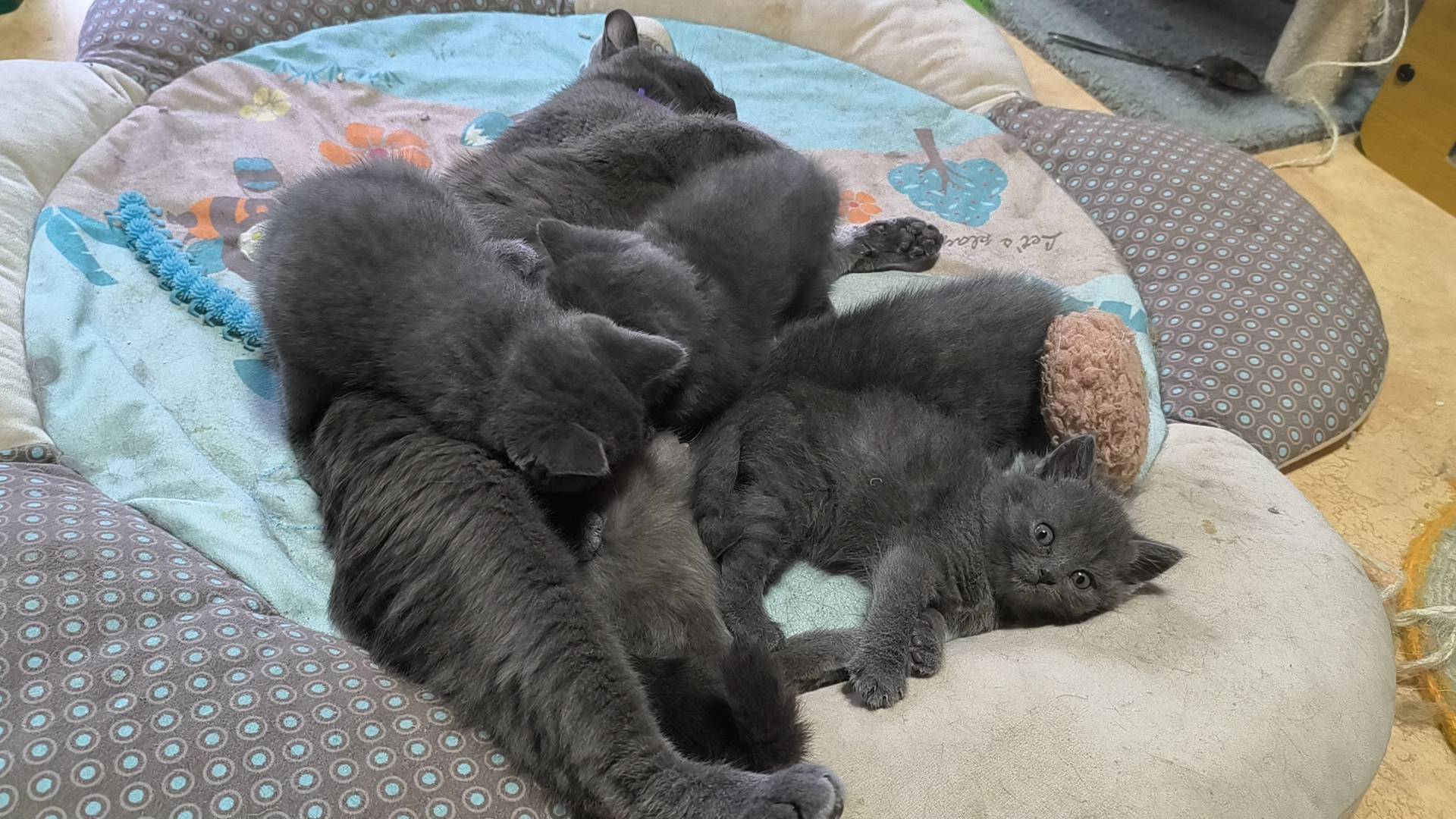 Chatons Chartreux  sixième