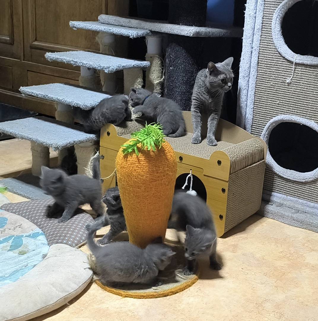 Chatons Chartreux  cinquième
