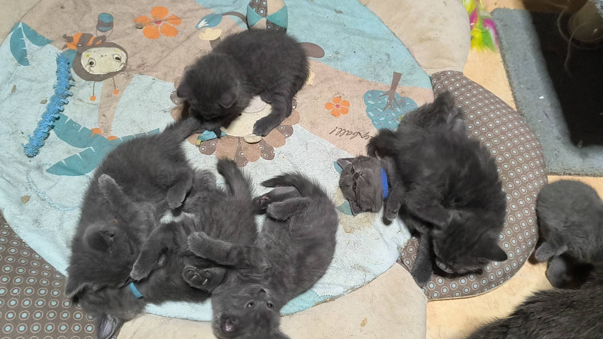 Chatons Chartreux  neuvième