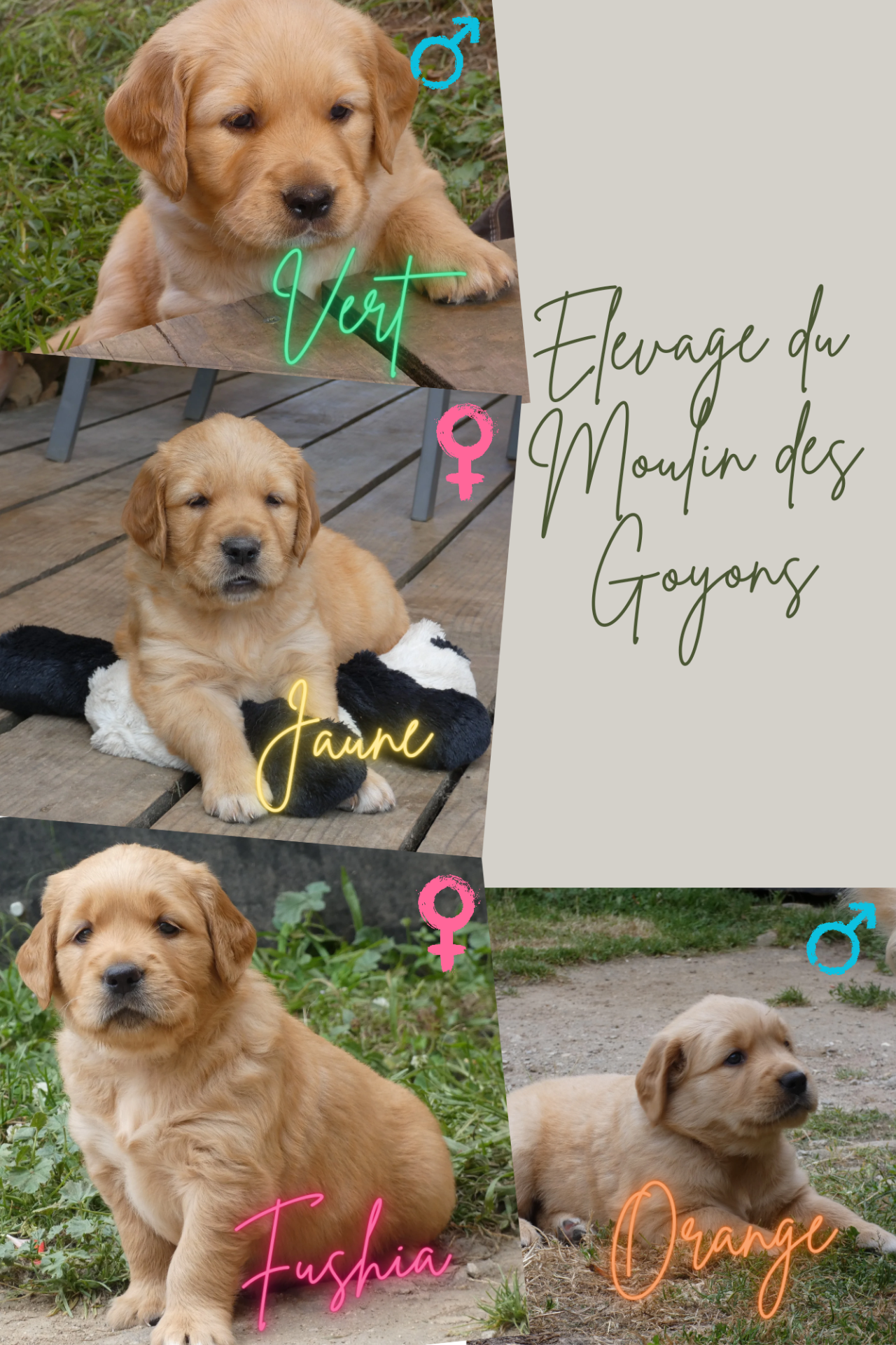 Chiot golden retriever Lof  sixième