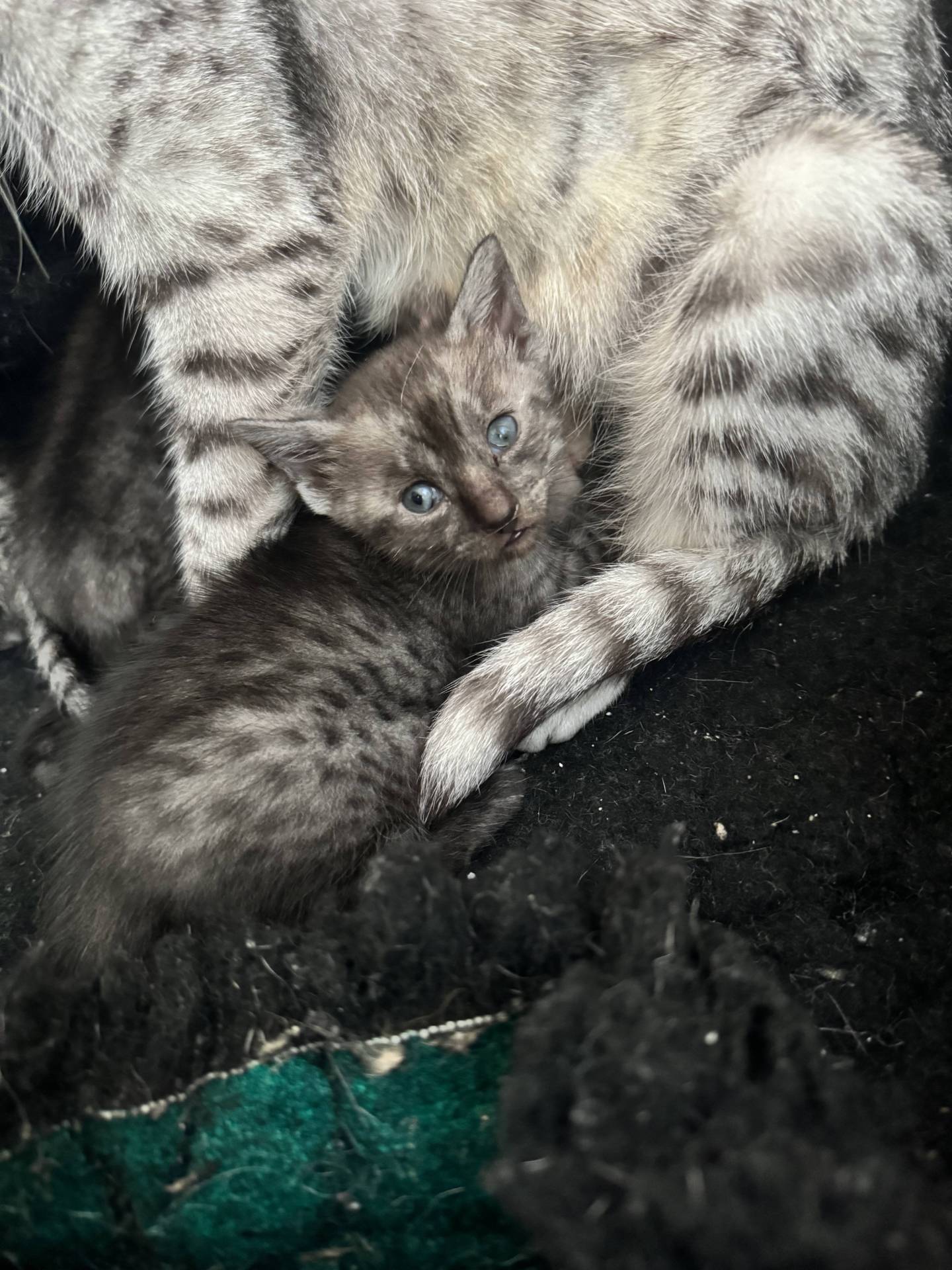 Magnifique chaton mau égyptien  sixième