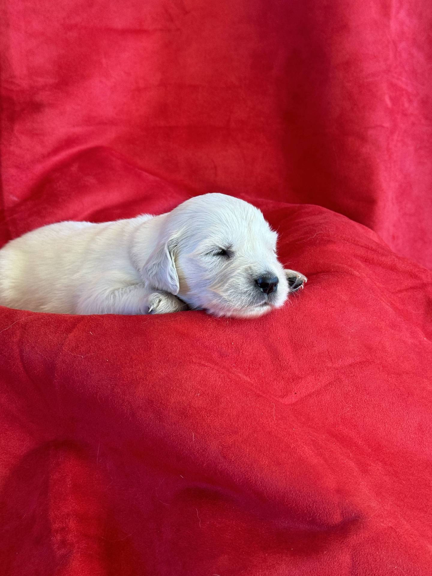 Chiots golden retriever Lof à réserver troisième