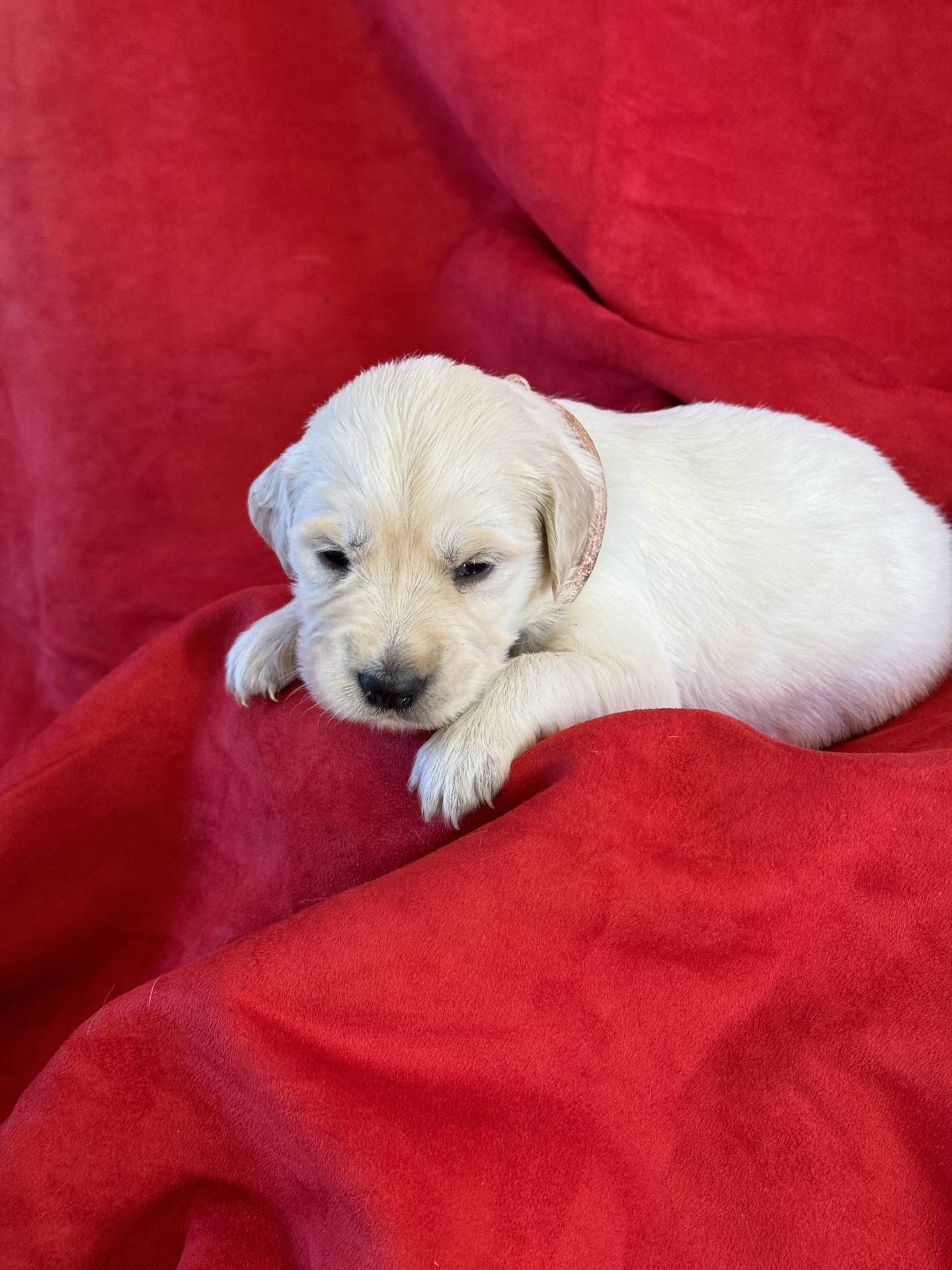 Chiots golden retriever Lof à réserver septième