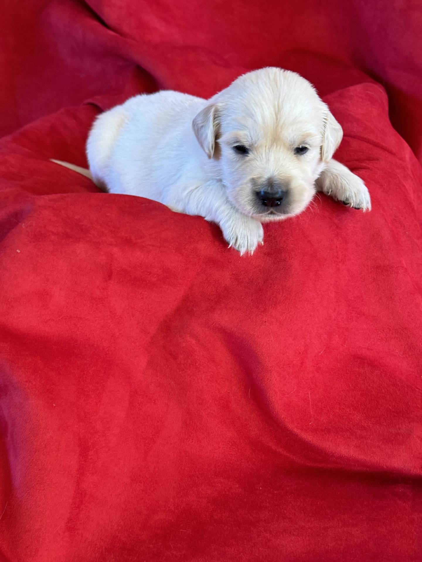 Chiots golden retriever Lof à réserver première