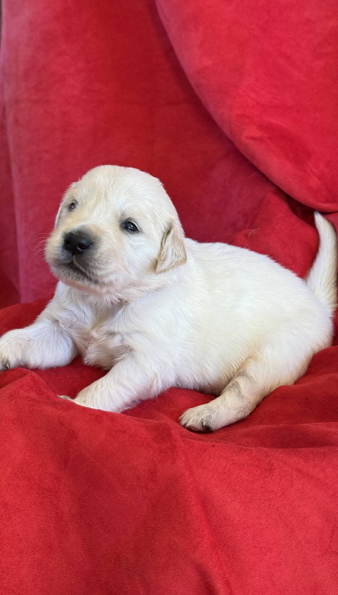 Chiots golden retriever Lof à réserver neuvième