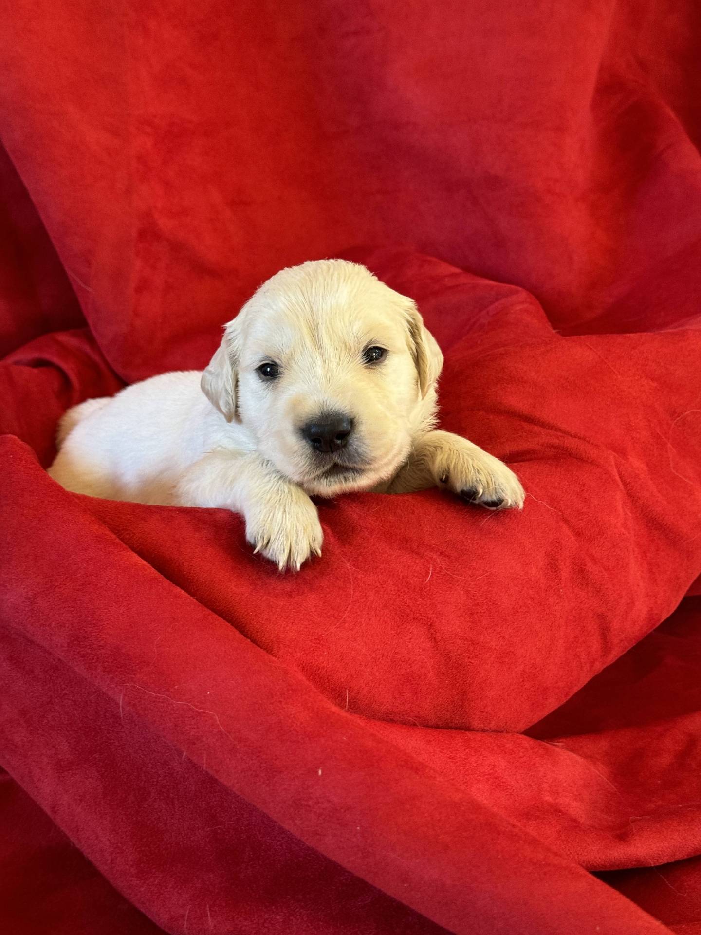 Chiots golden retriever Lof à réserver deuxième