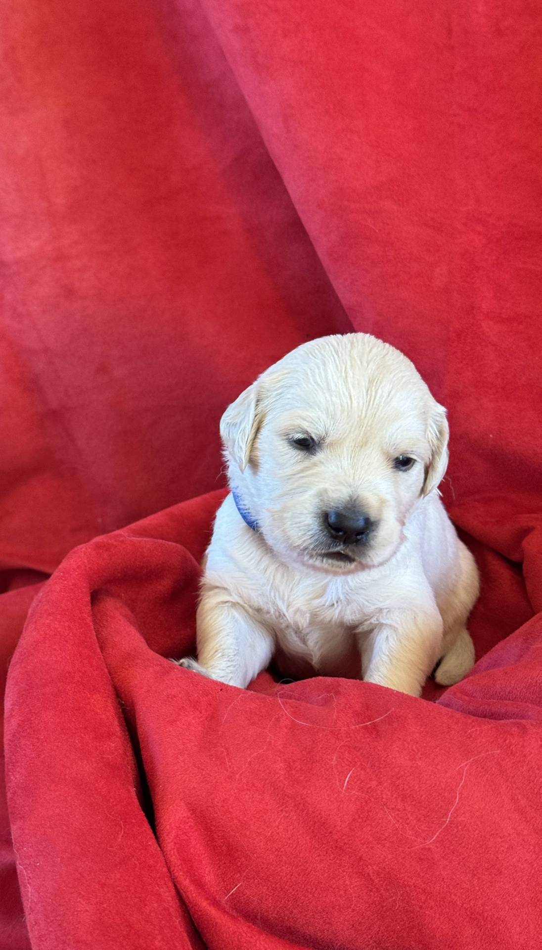 Chiots golden retriever Lof à réserver neuvième