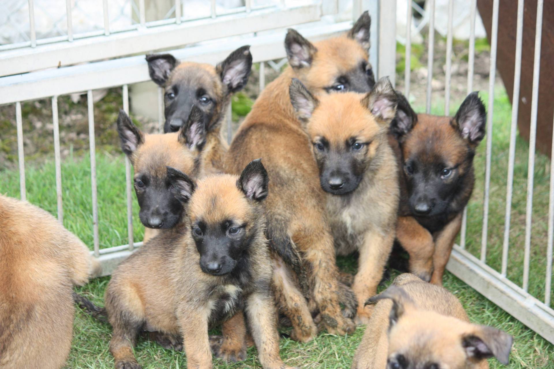 A reserver  chiots berger  belge malinois lof (  mâles et  femelles  )        neuvième
