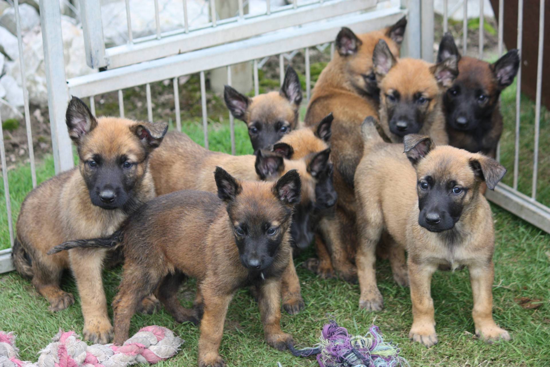 A reserver  chiots berger  belge malinois lof (  mâles et  femelles  )        première