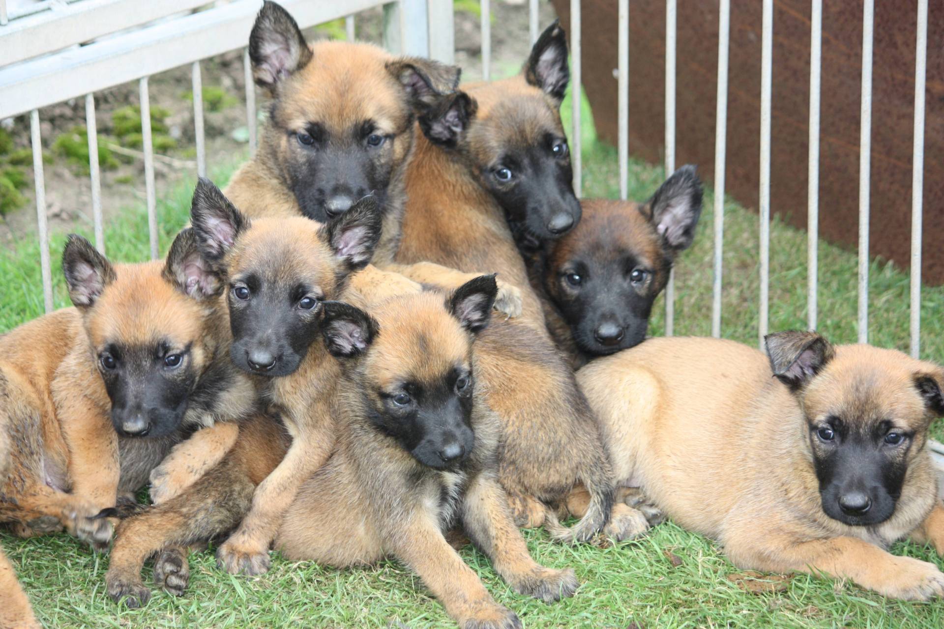 A reserver  chiots berger  belge malinois lof (  mâles et  femelles  )        septième