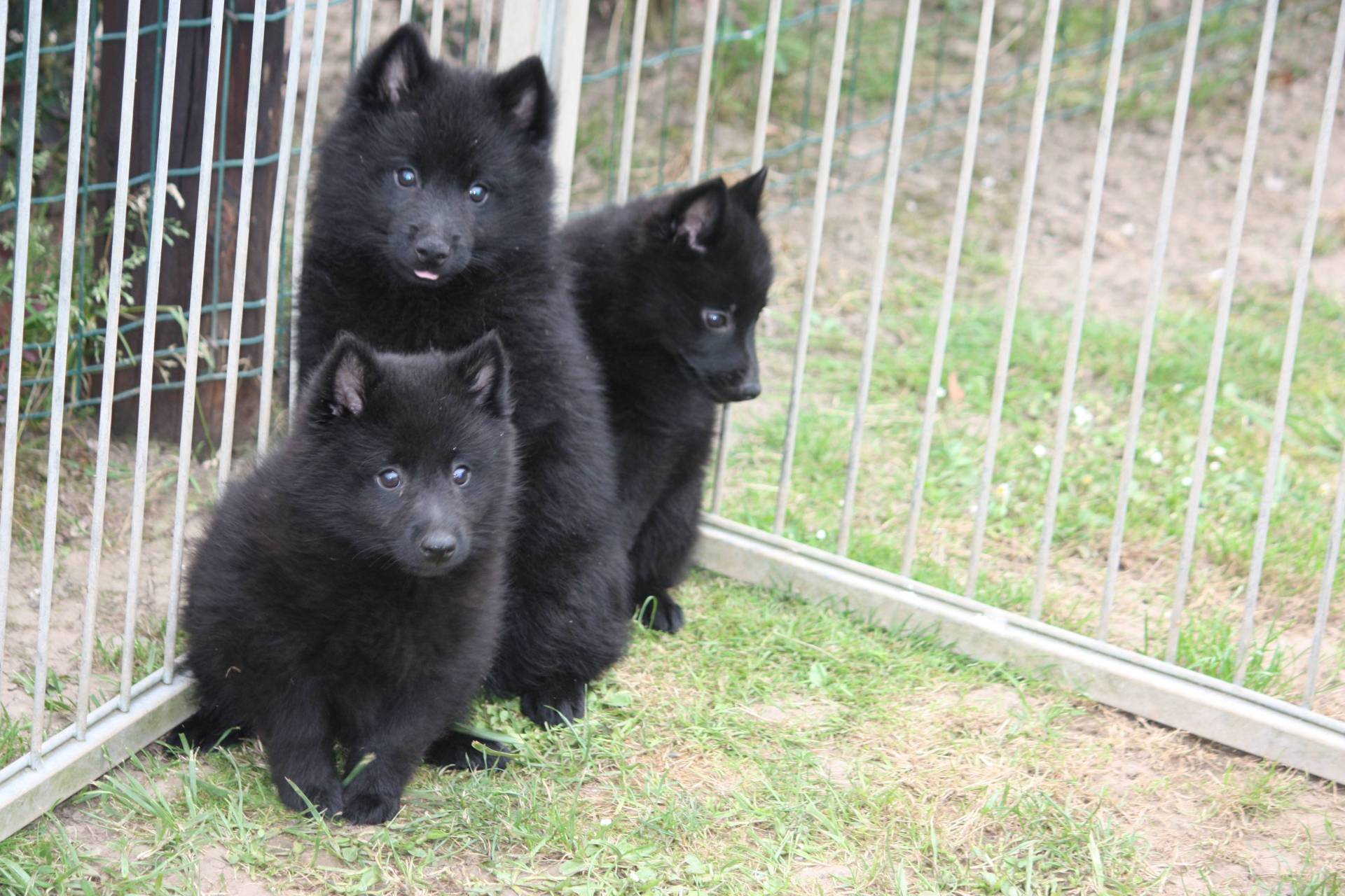 Disponible    chiots schipperke lof (  femelles et  mâle  )  quatrième