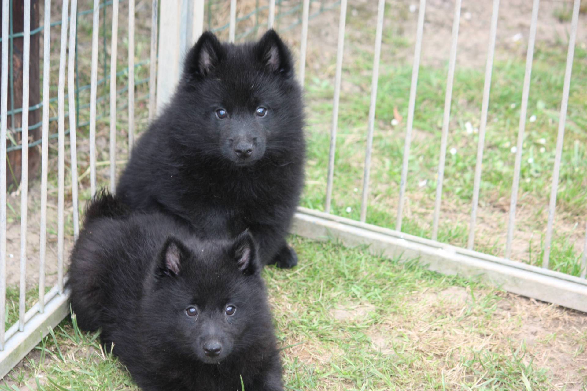 Disponible    chiots schipperke lof (  femelles et  mâle  )  quatrième