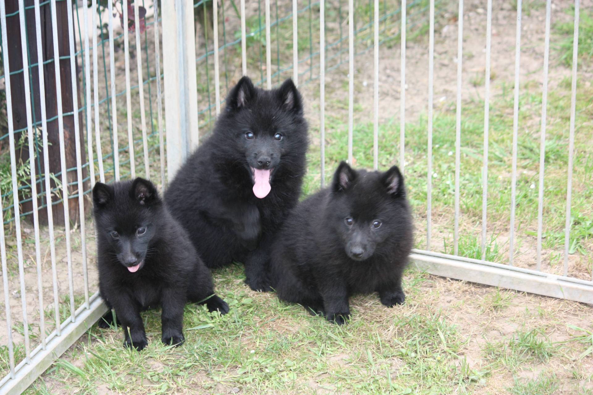 Disponible    chiots schipperke lof (  femelles et  mâle  )  première