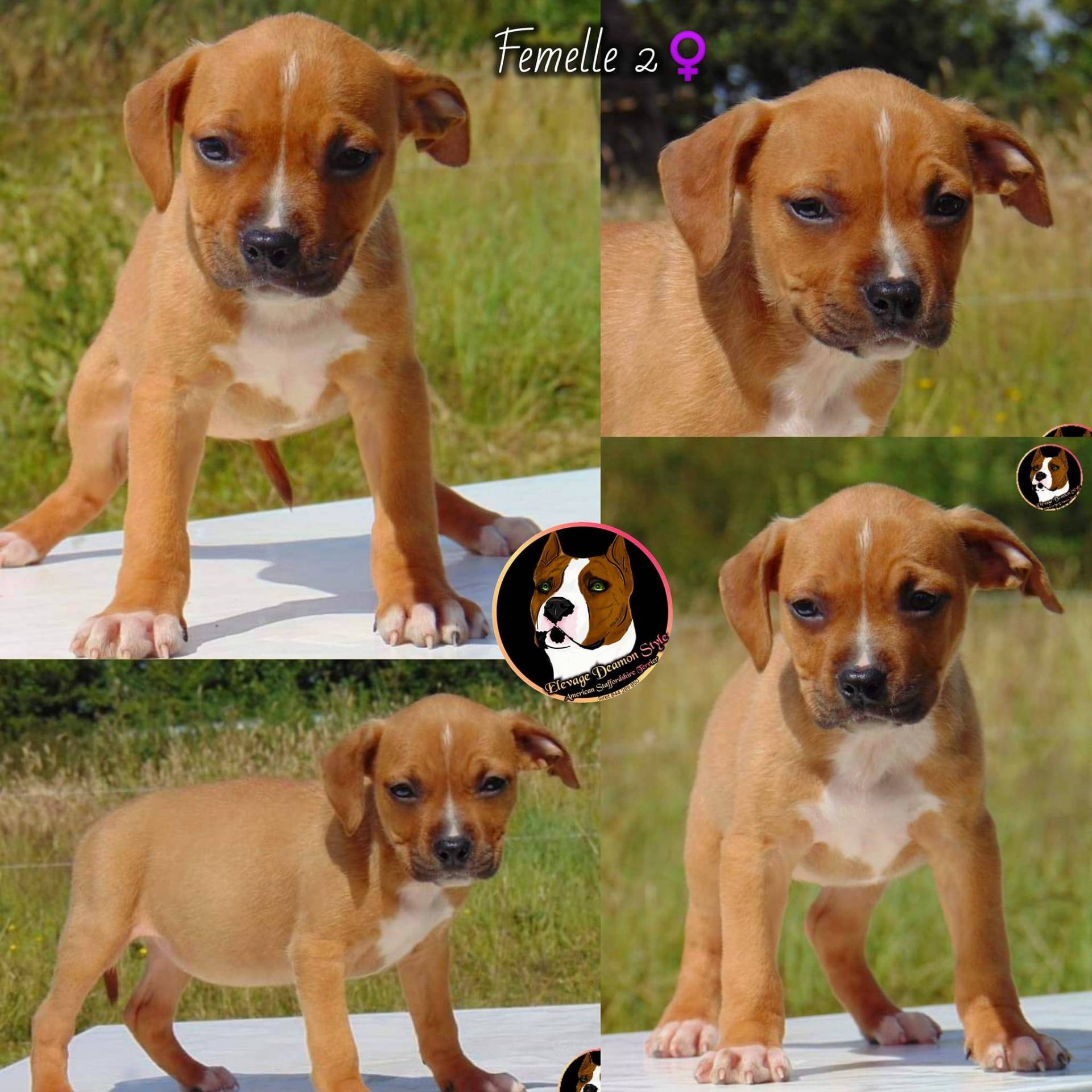 Superbes chiots Staff Lof Elevage Deamon Style quatrième