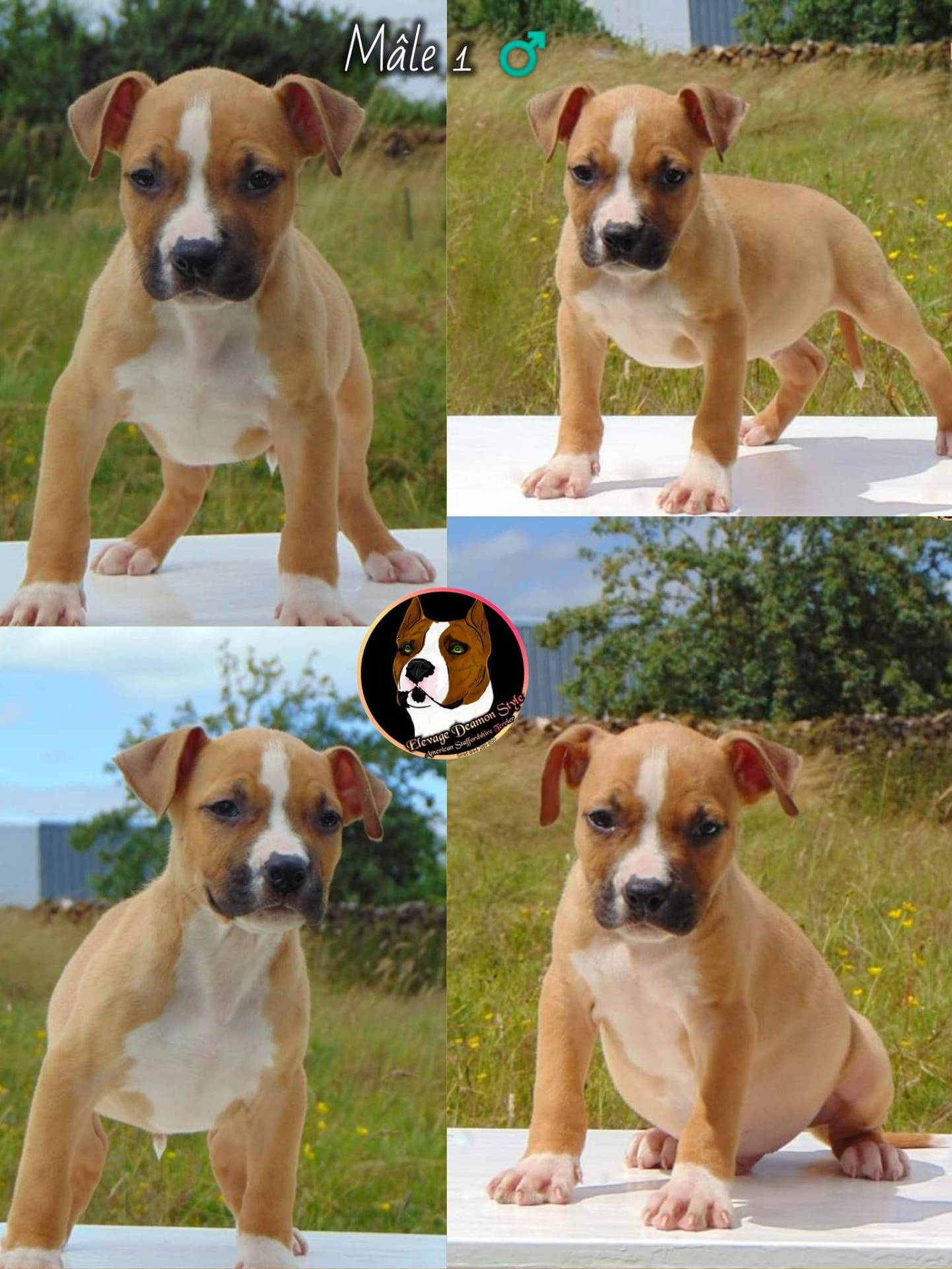 Superbes chiots Staff Lof Elevage Deamon Style deuxième