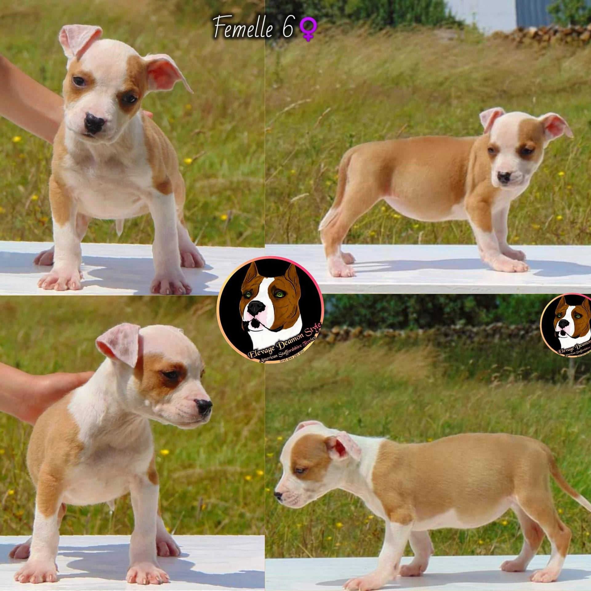 Superbes chiots Staff Lof Elevage Deamon Style septième