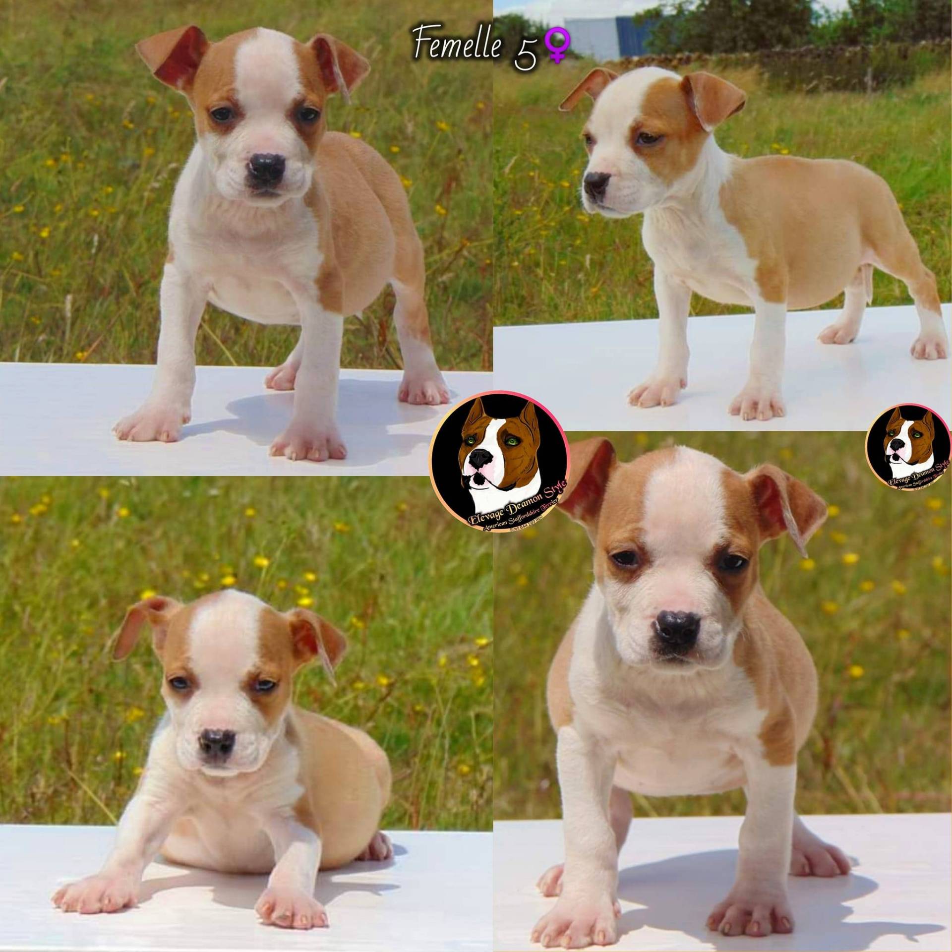 Superbes chiots Staff Lof Elevage Deamon Style première