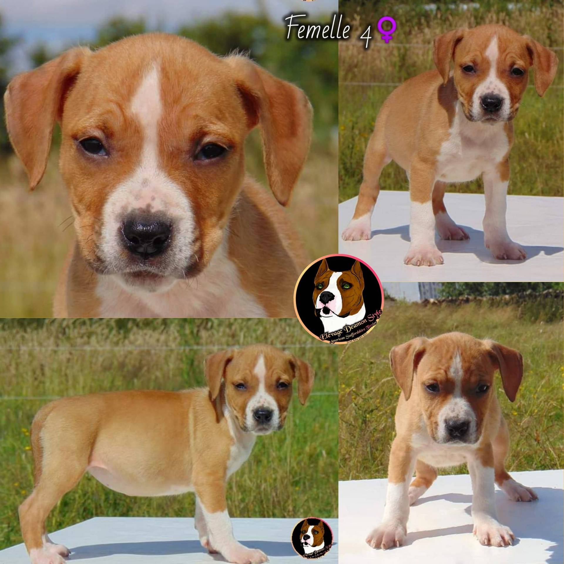 Superbes chiots Staff Lof Elevage Deamon Style quatrième