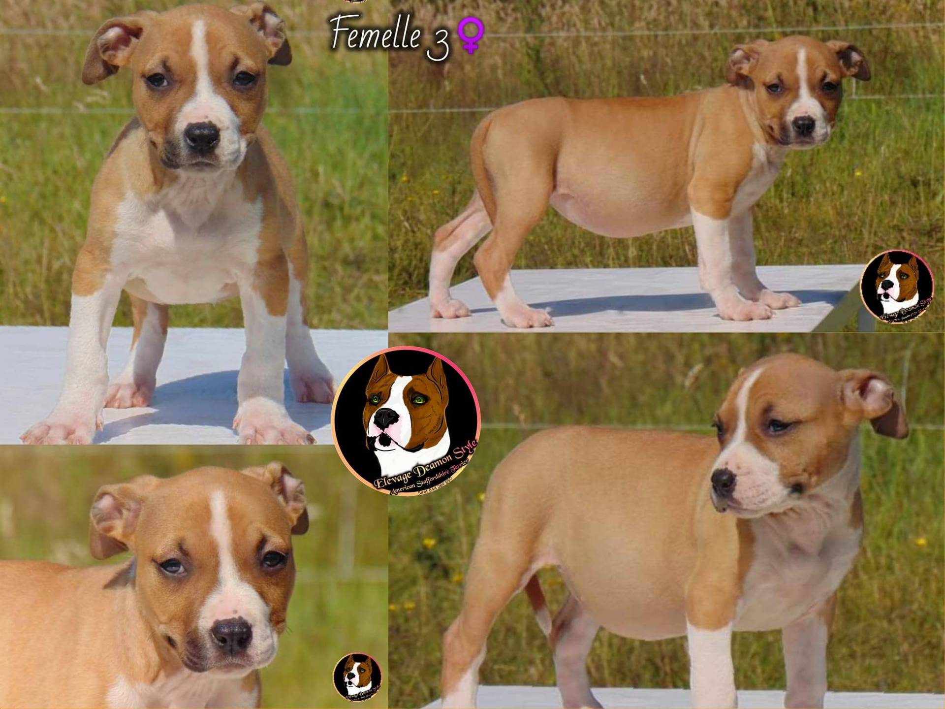 Superbes chiots Staff Lof Elevage Deamon Style cinquième