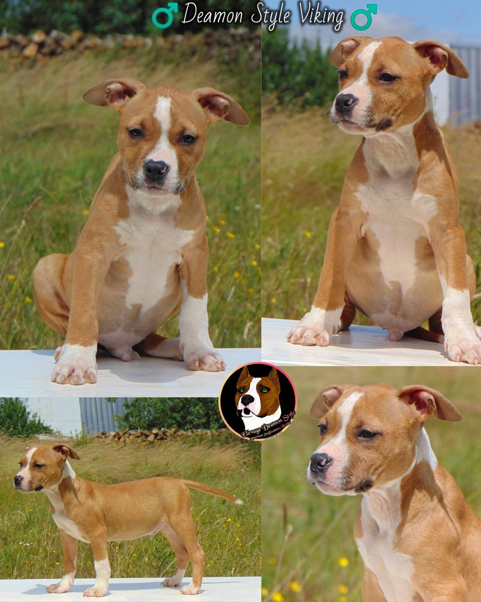 Superbes chiots Staff Lof Elevage Professionnel sixième
