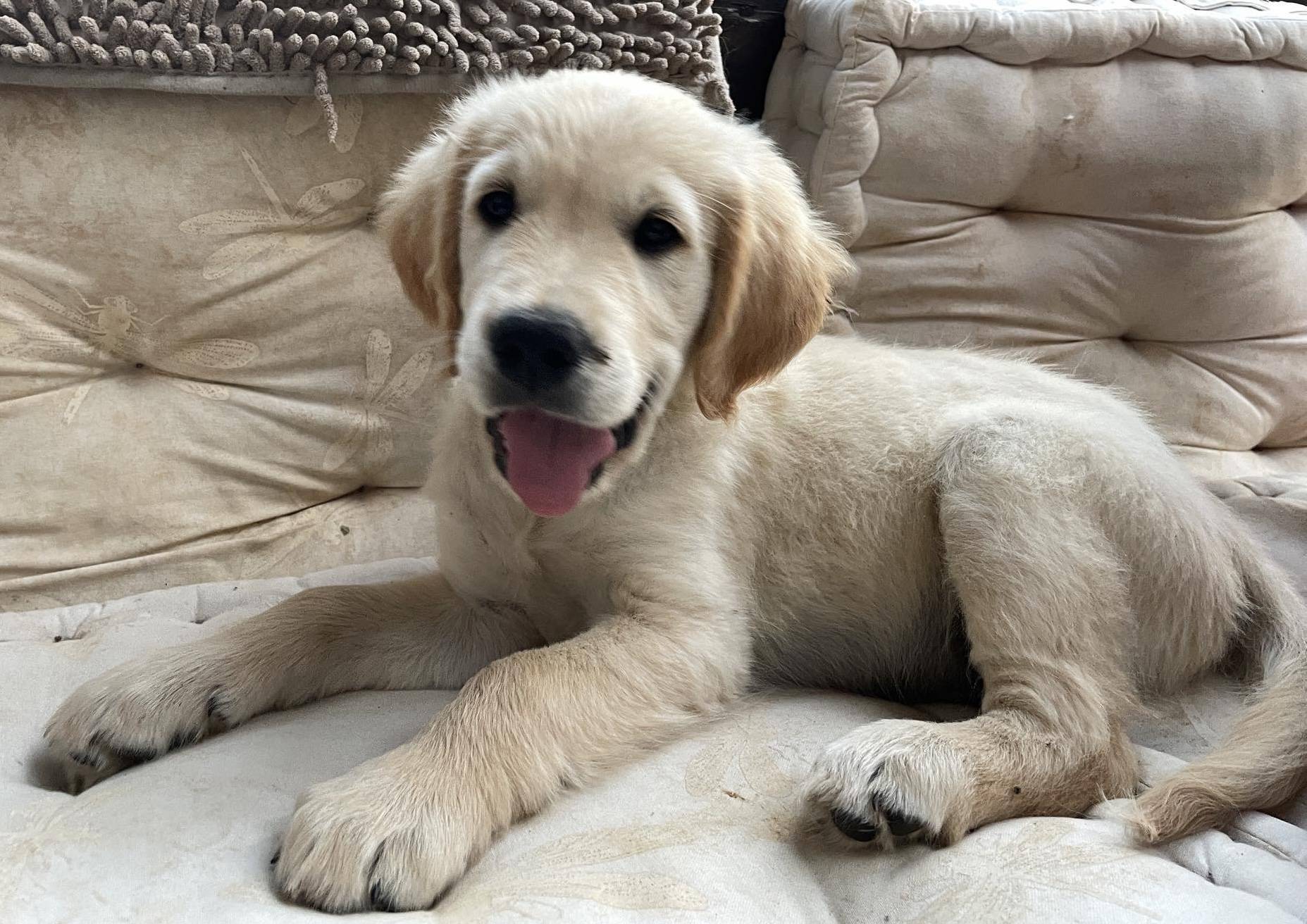 Chiot Mâle golden Retriever Lof troisième