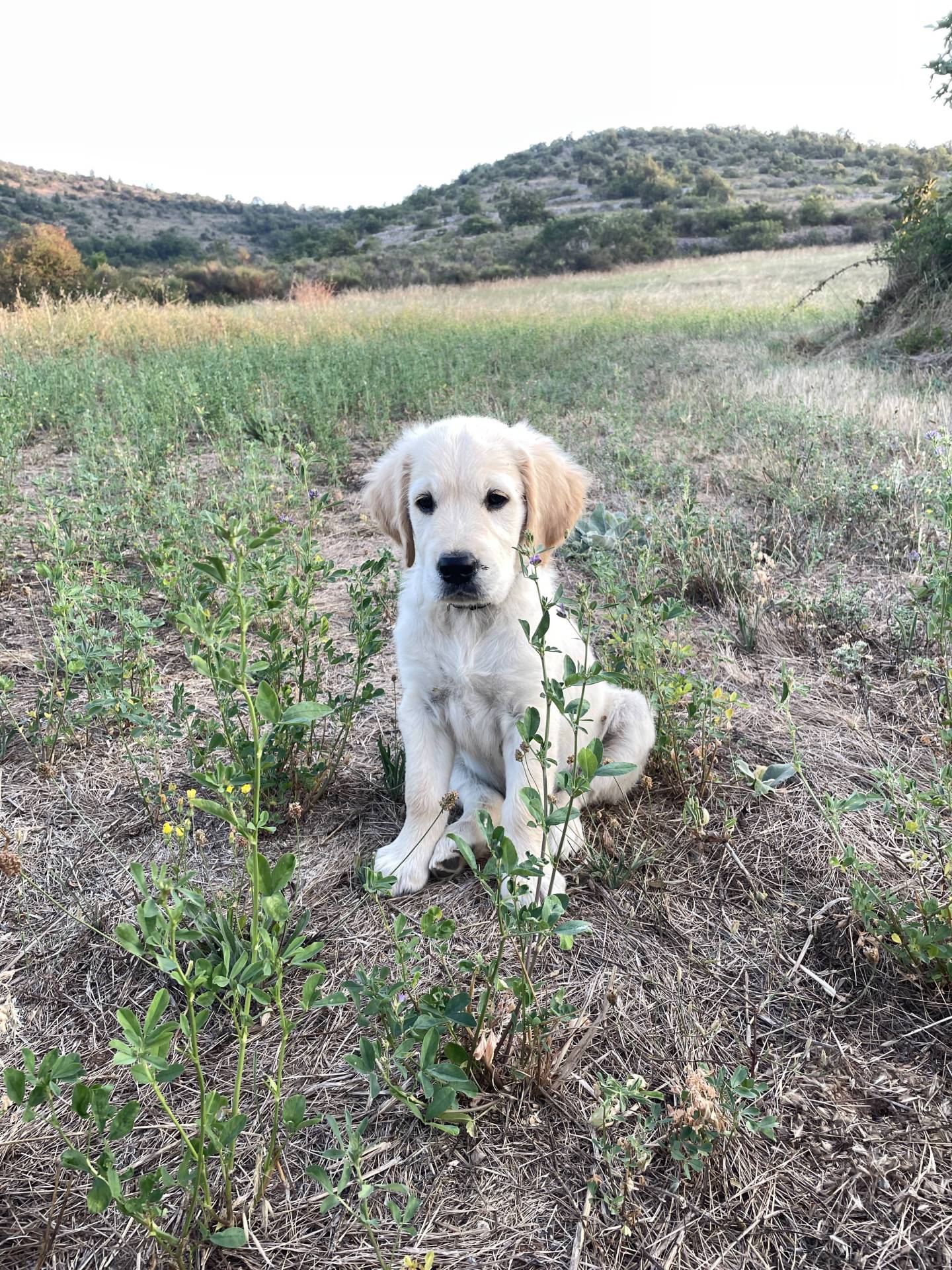 Chiot Mâle golden Retriever Lof sixième