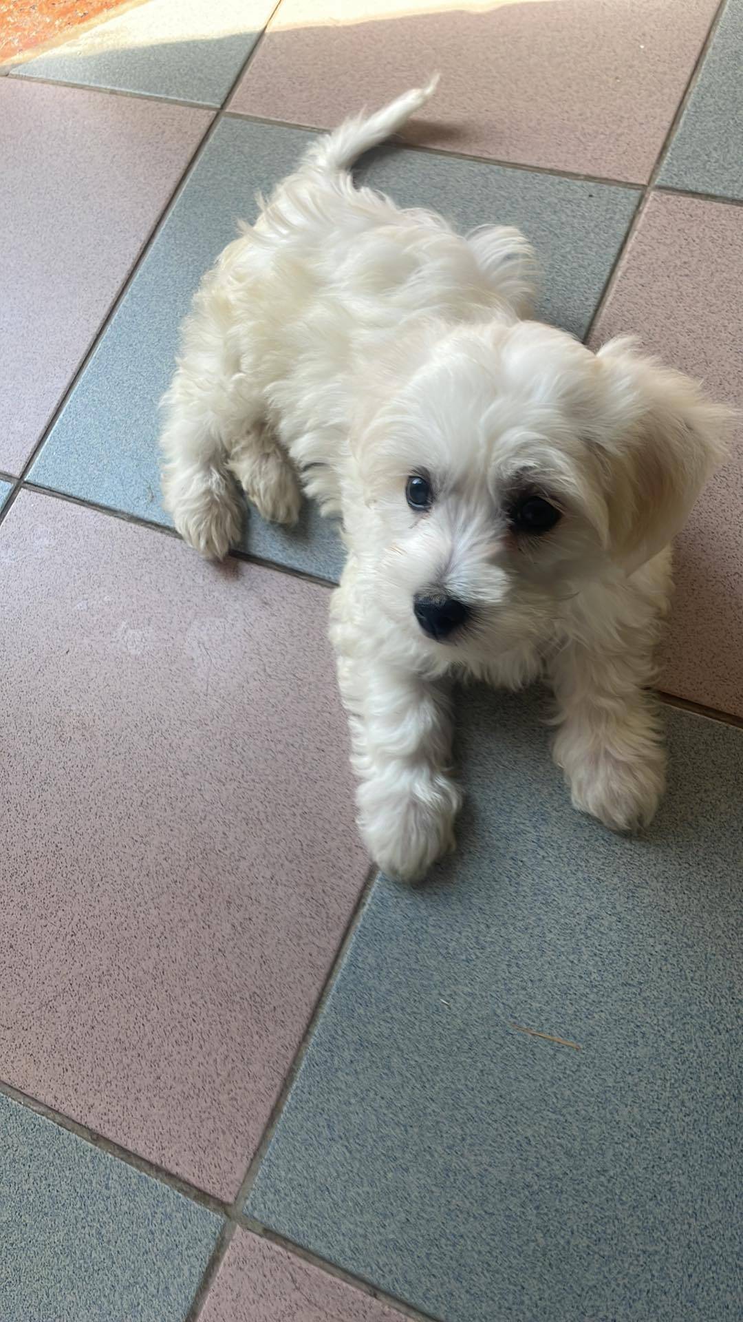 À l'adoption  mâles et  femelle bichon maltais Disponible première