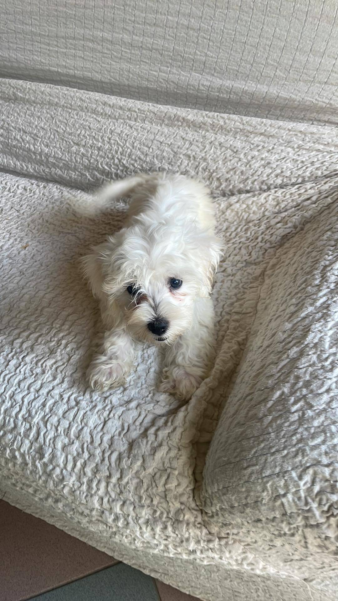 À l'adoption  mâles et  femelle bichon maltais Disponible septième