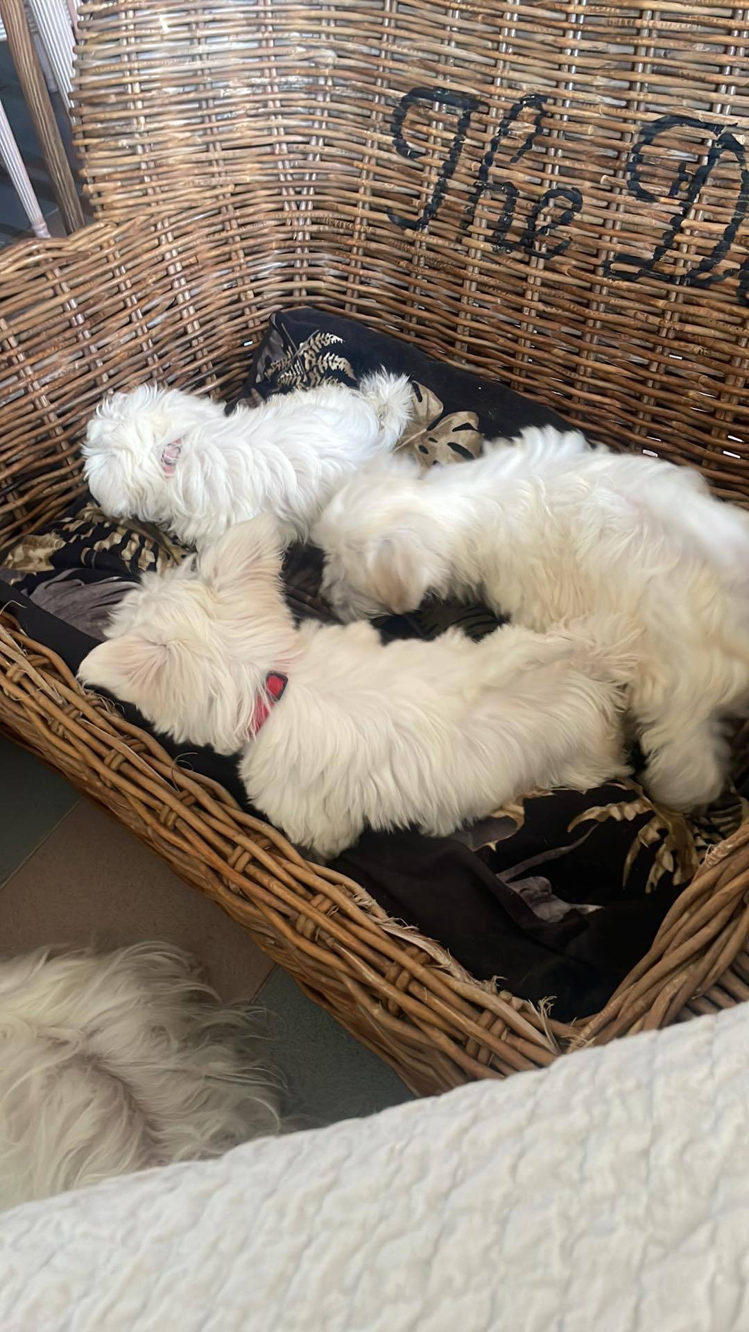 À l'adoption  mâles et  femelle bichon maltais Disponible quatrième