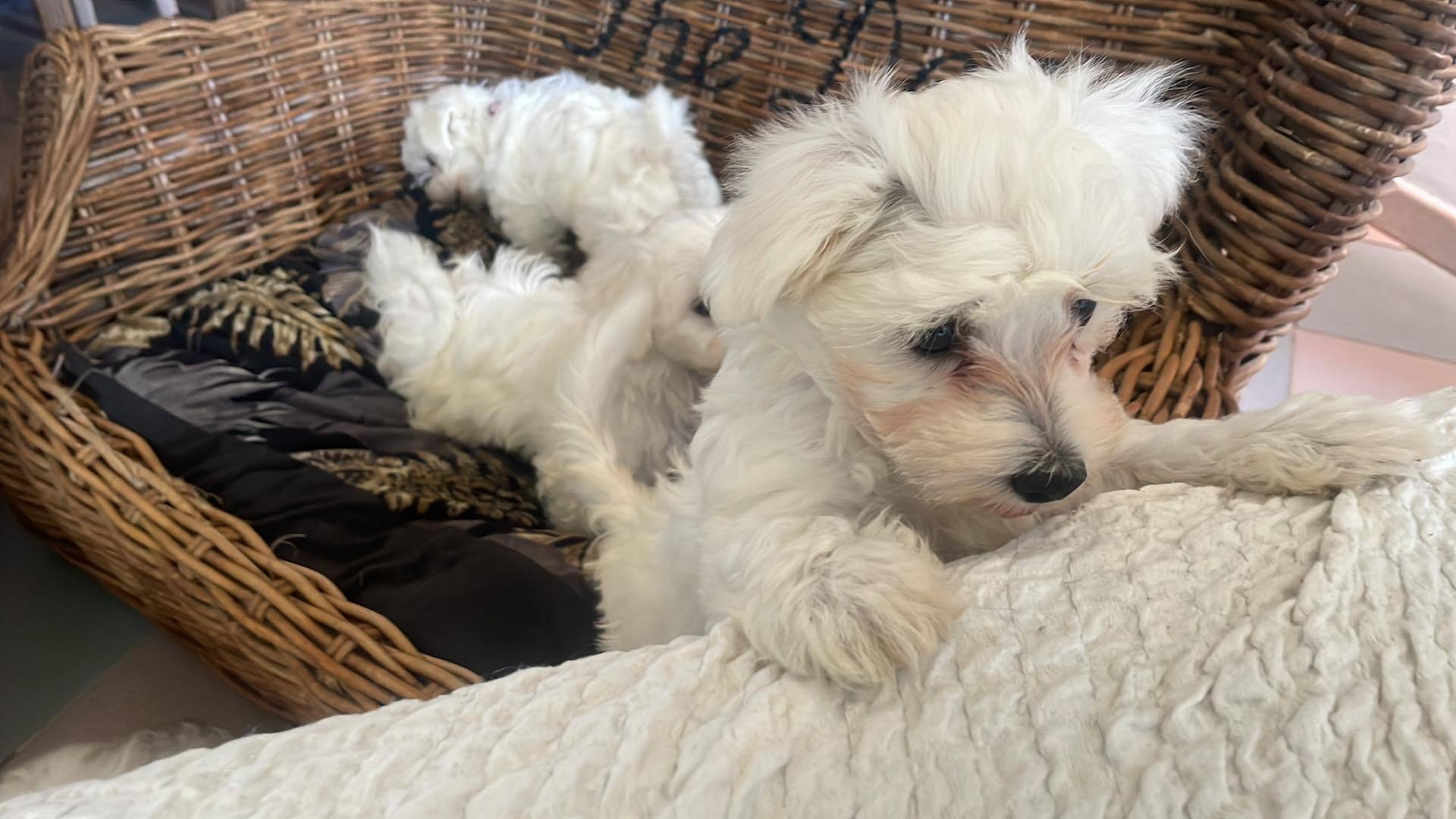 À l'adoption  mâles et  femelle bichon maltais Disponible sixième