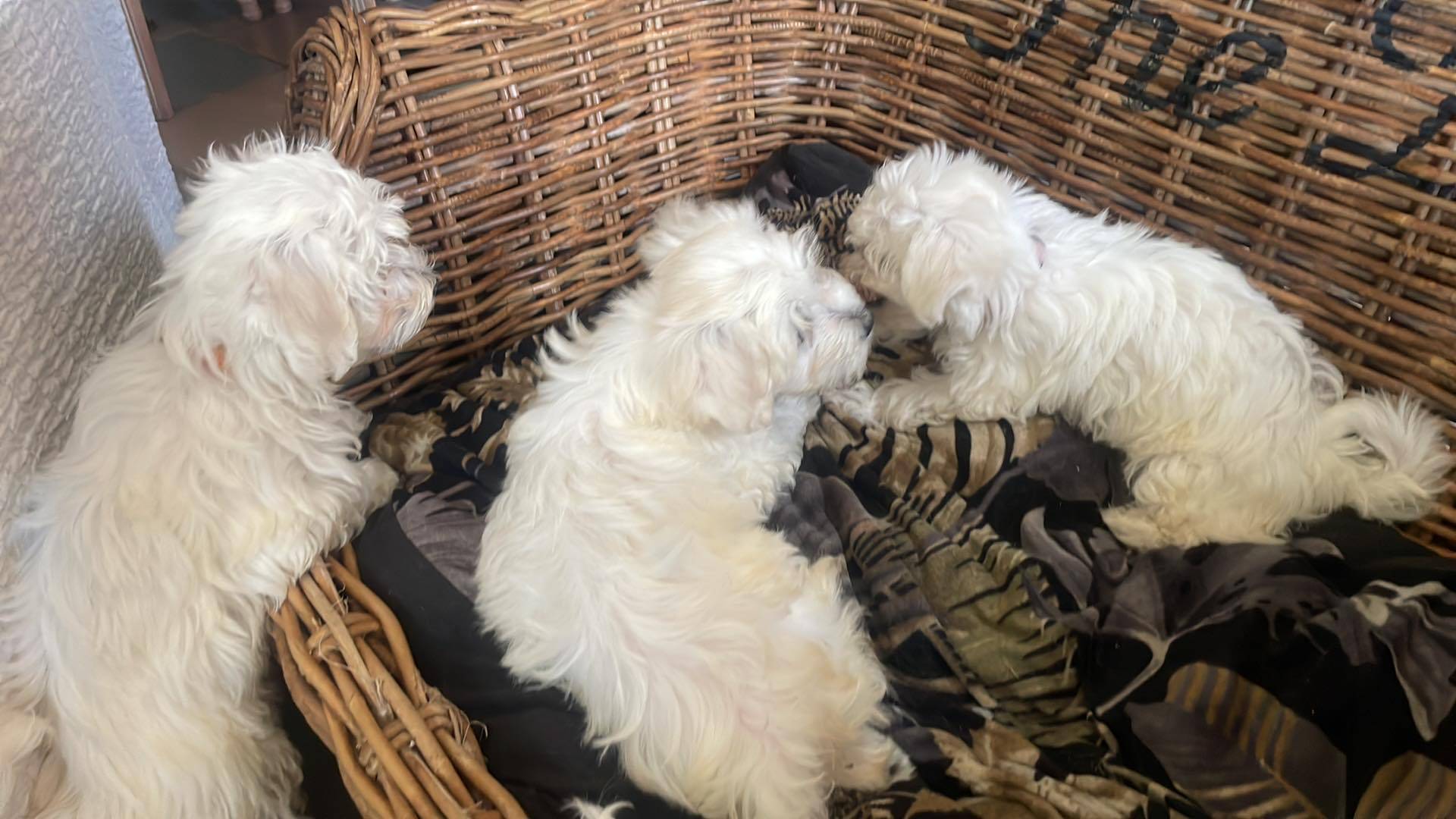À l'adoption  mâles et  femelle bichon maltais Disponible première