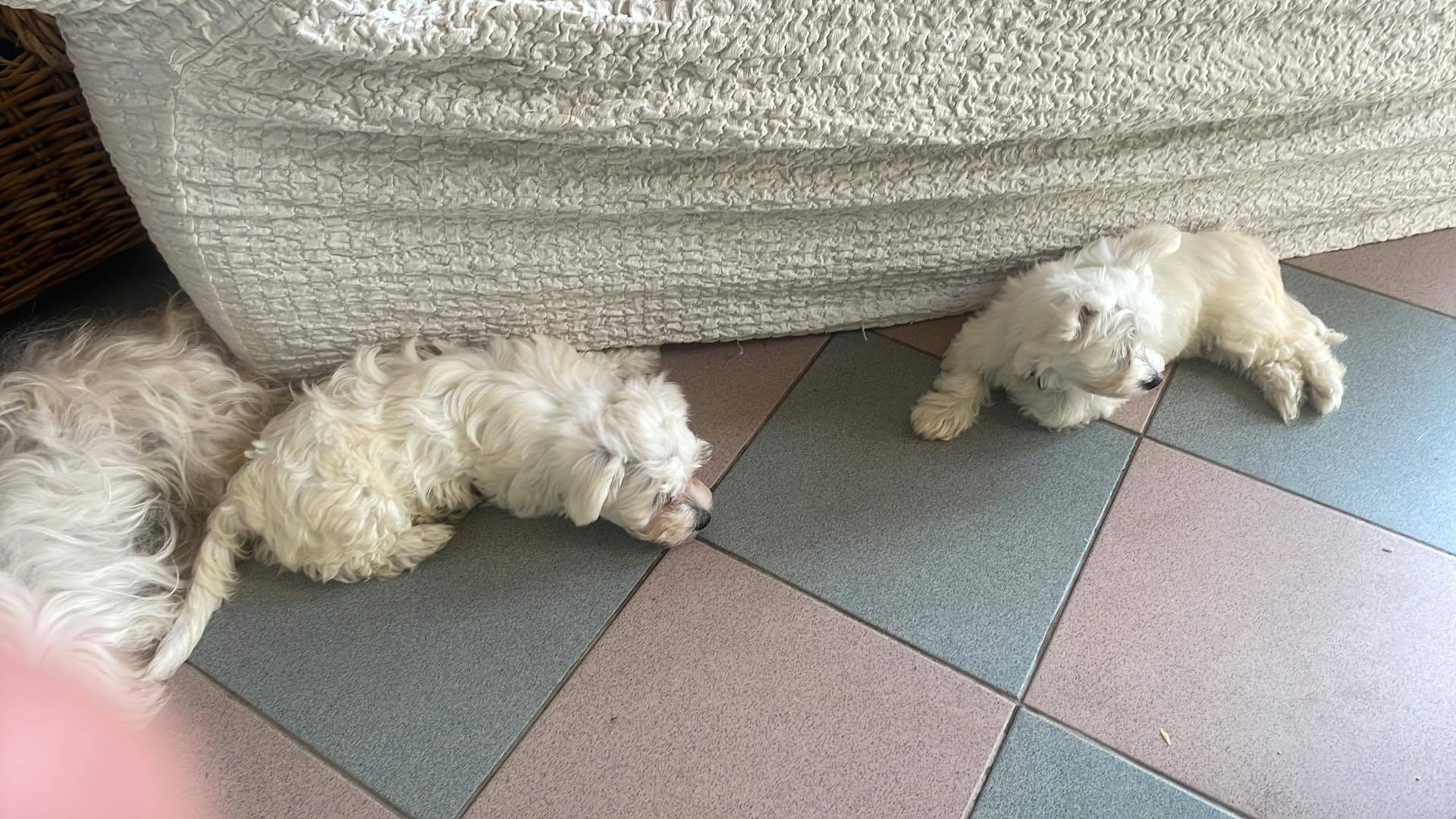 À l'adoption  mâles et  femelle bichon maltais Disponible sixième