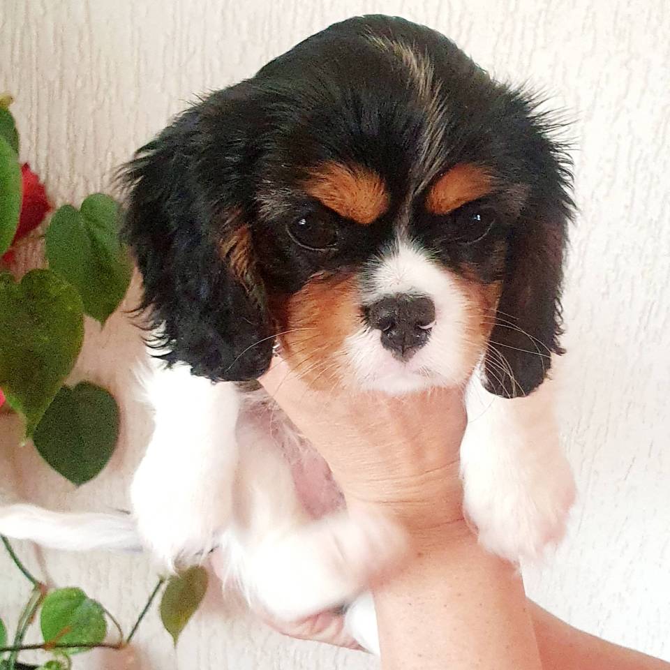 Chiots mâles  Lof Cavalier King Charles disponibles
