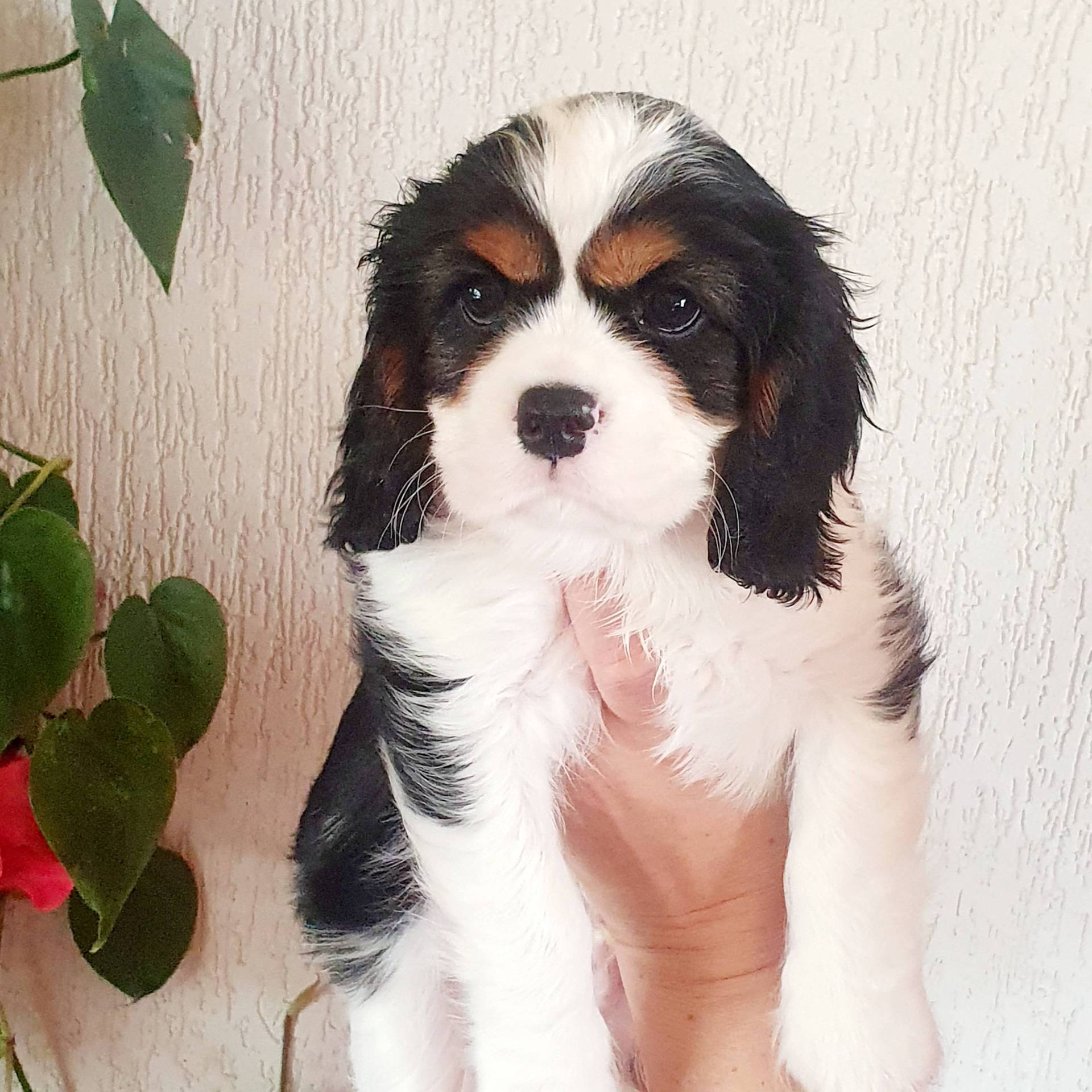 Chiots mâles  Lof Cavalier King Charles disponibles sixième