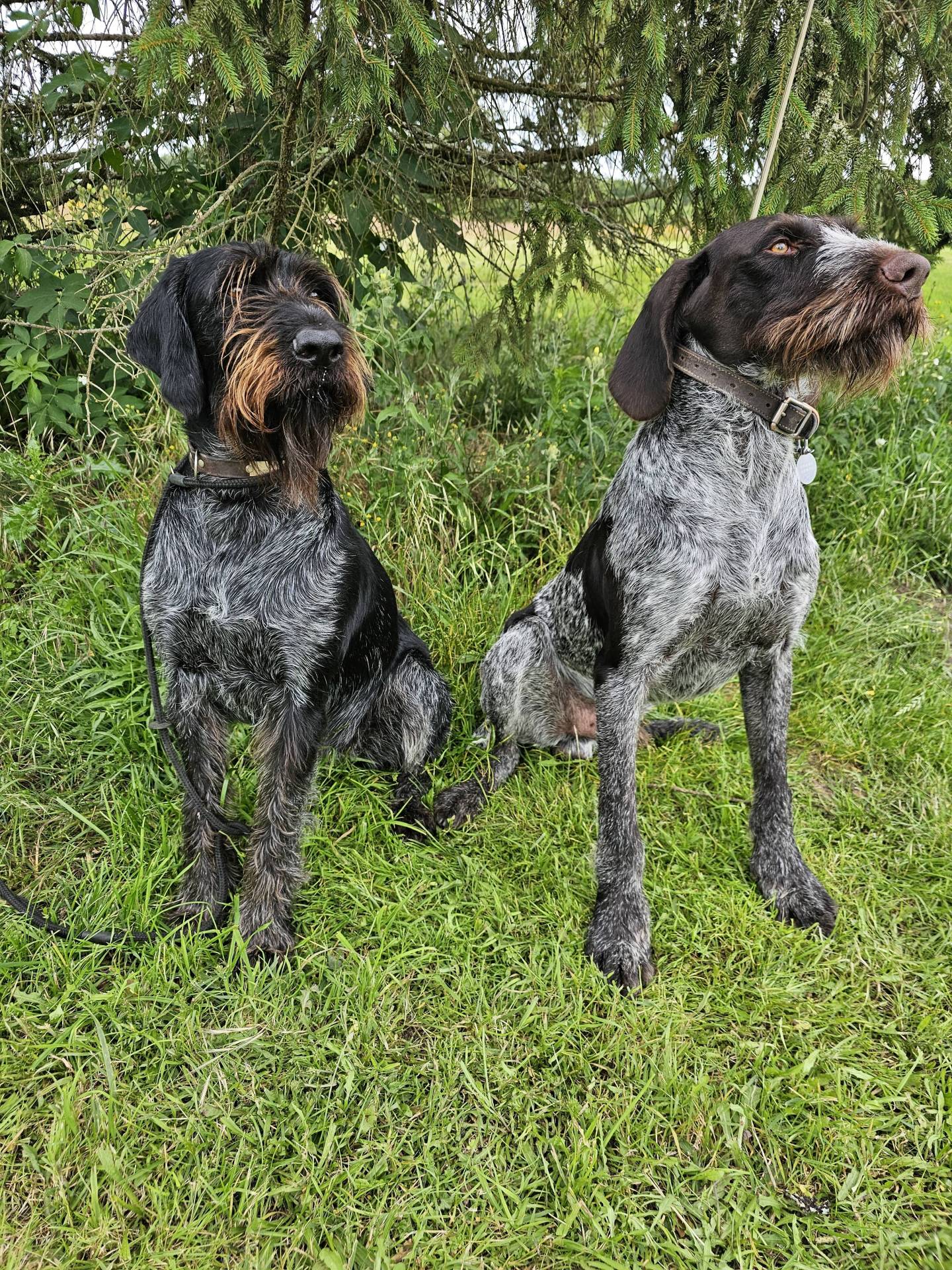 Chiot drahthaar à réserver  sixième